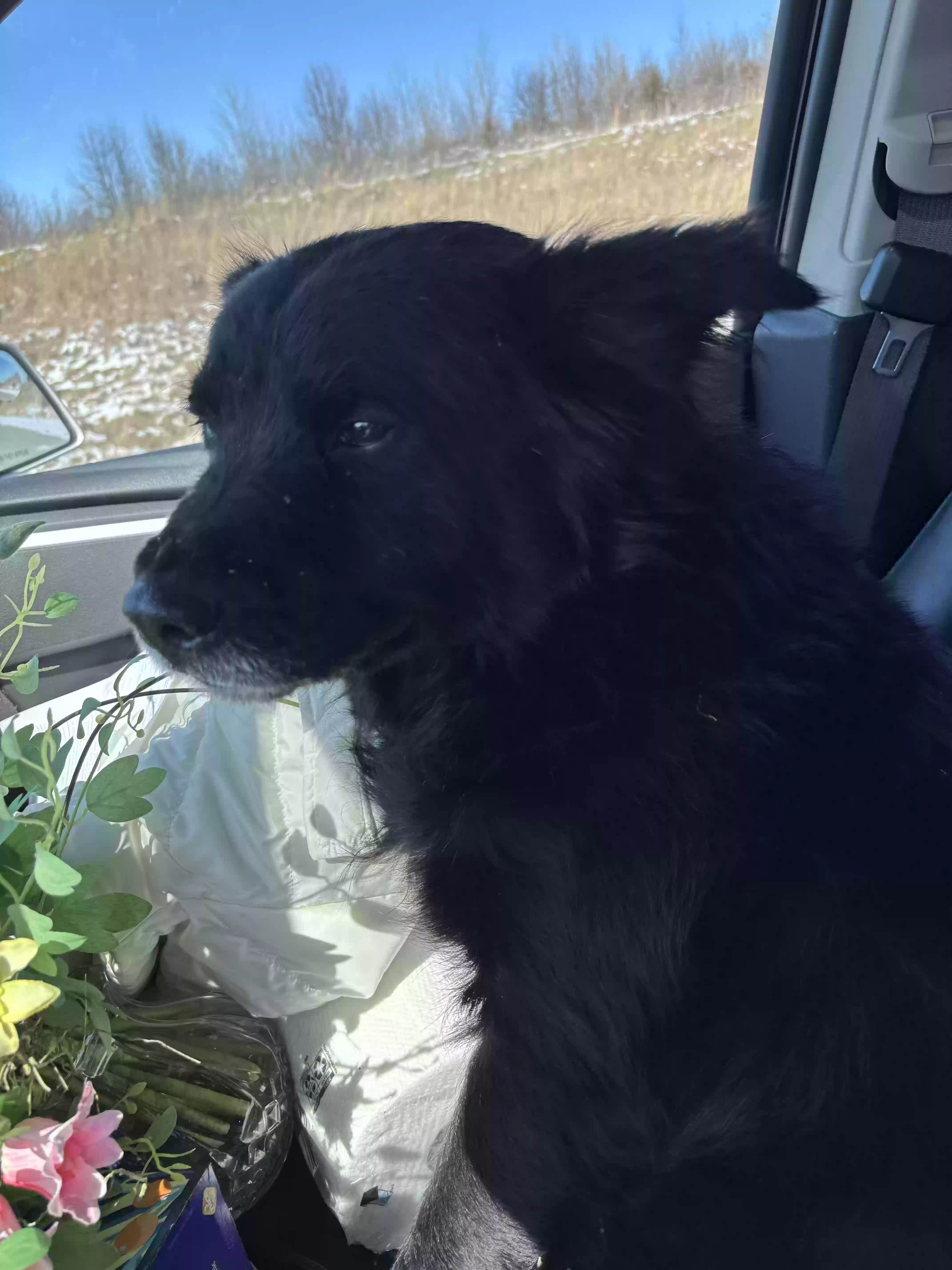 /lostandfound/images/lnfpets/original/183621_photo.webp