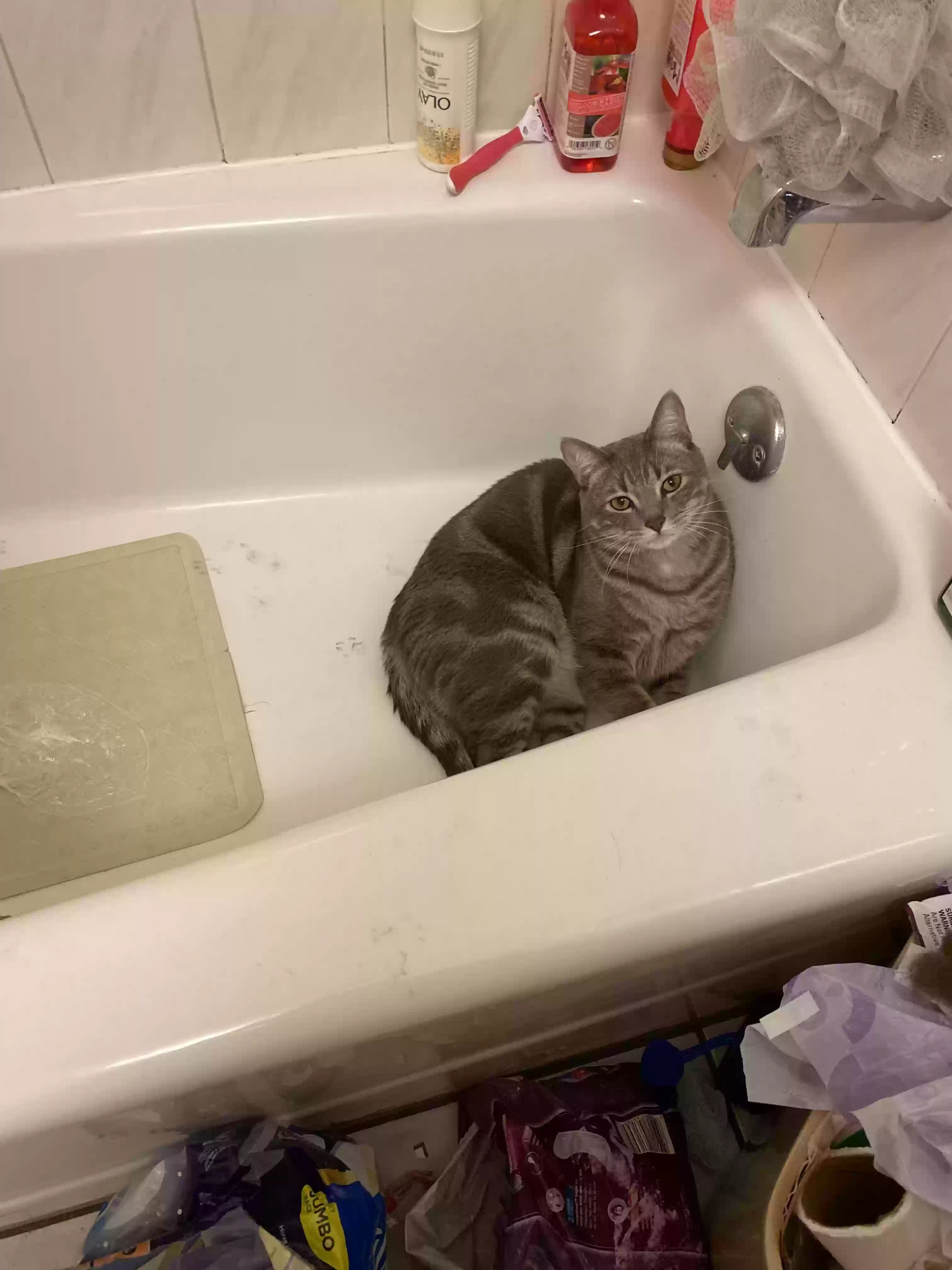 /lostandfound/images/lnfpets/original/183735_photo.webp
