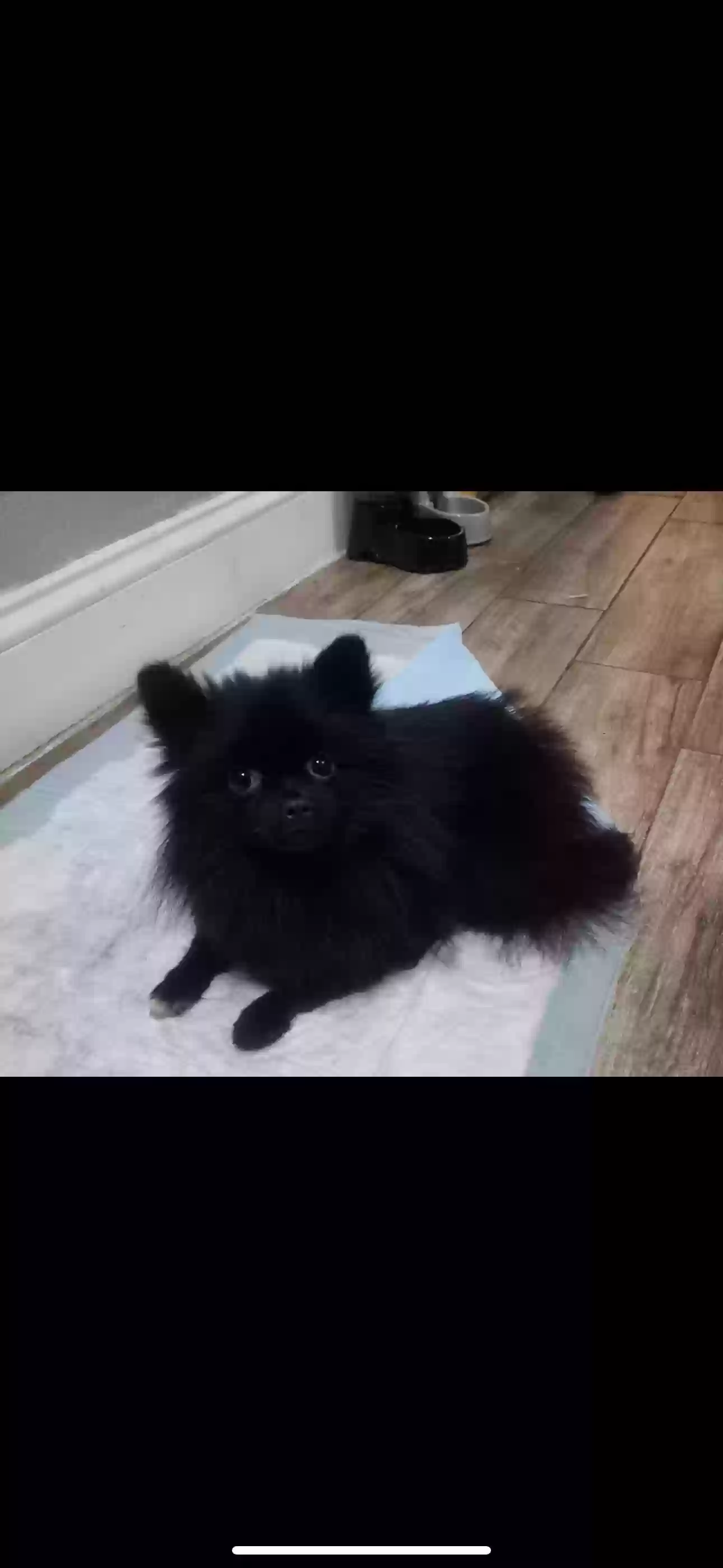/lostandfound/images/lnfpets/original/183746_photo.webp