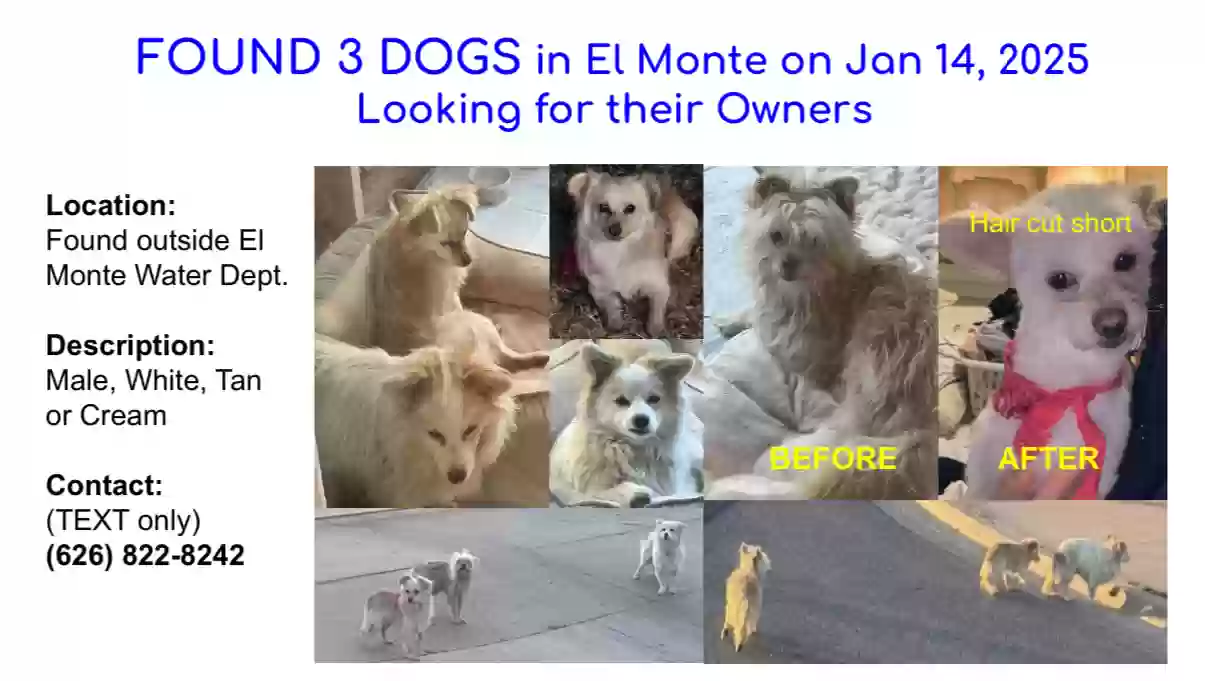 /lostandfound/images/lnfpets/original/183779_photo.webp