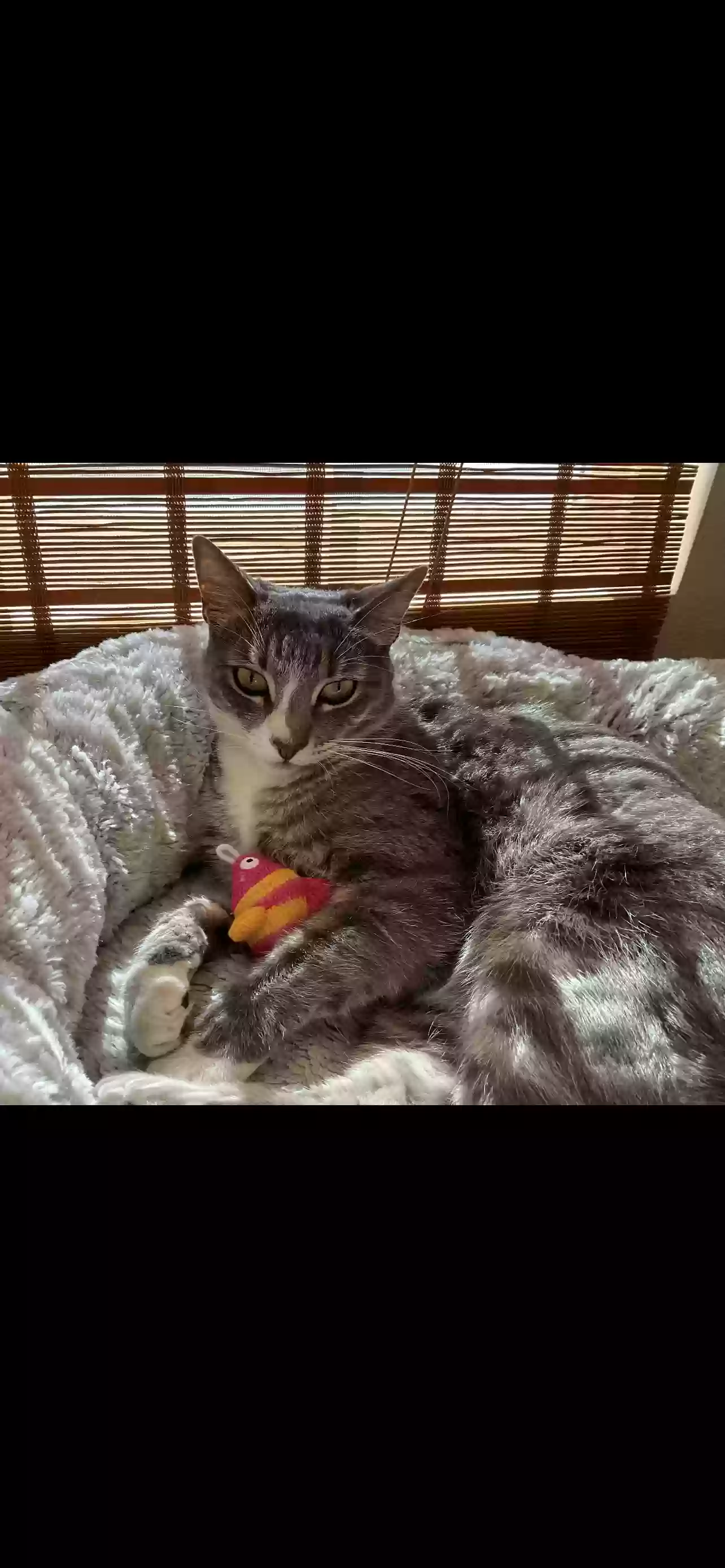 /lostandfound/images/lnfpets/original/183783_photo.webp