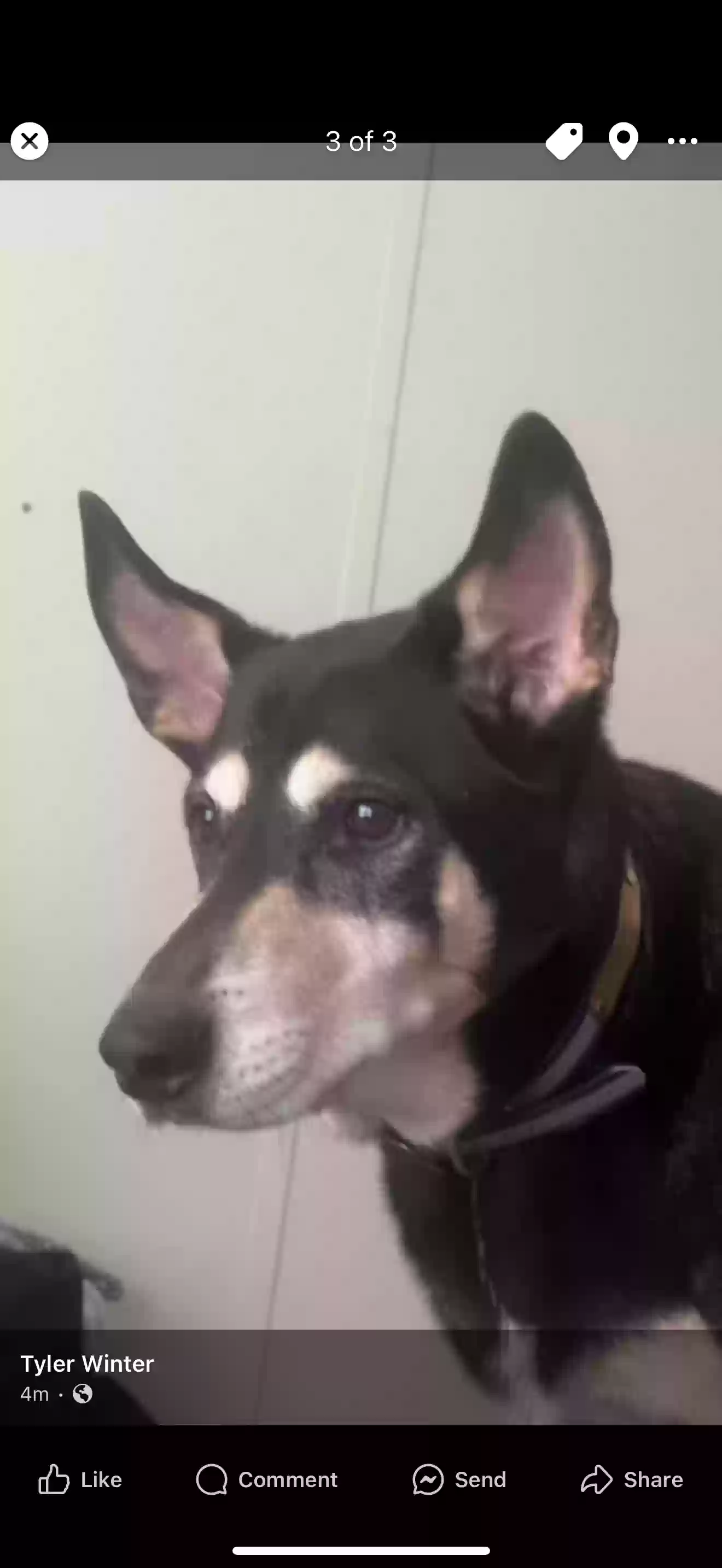 /lostandfound/images/lnfpets/original/183806_photo.webp