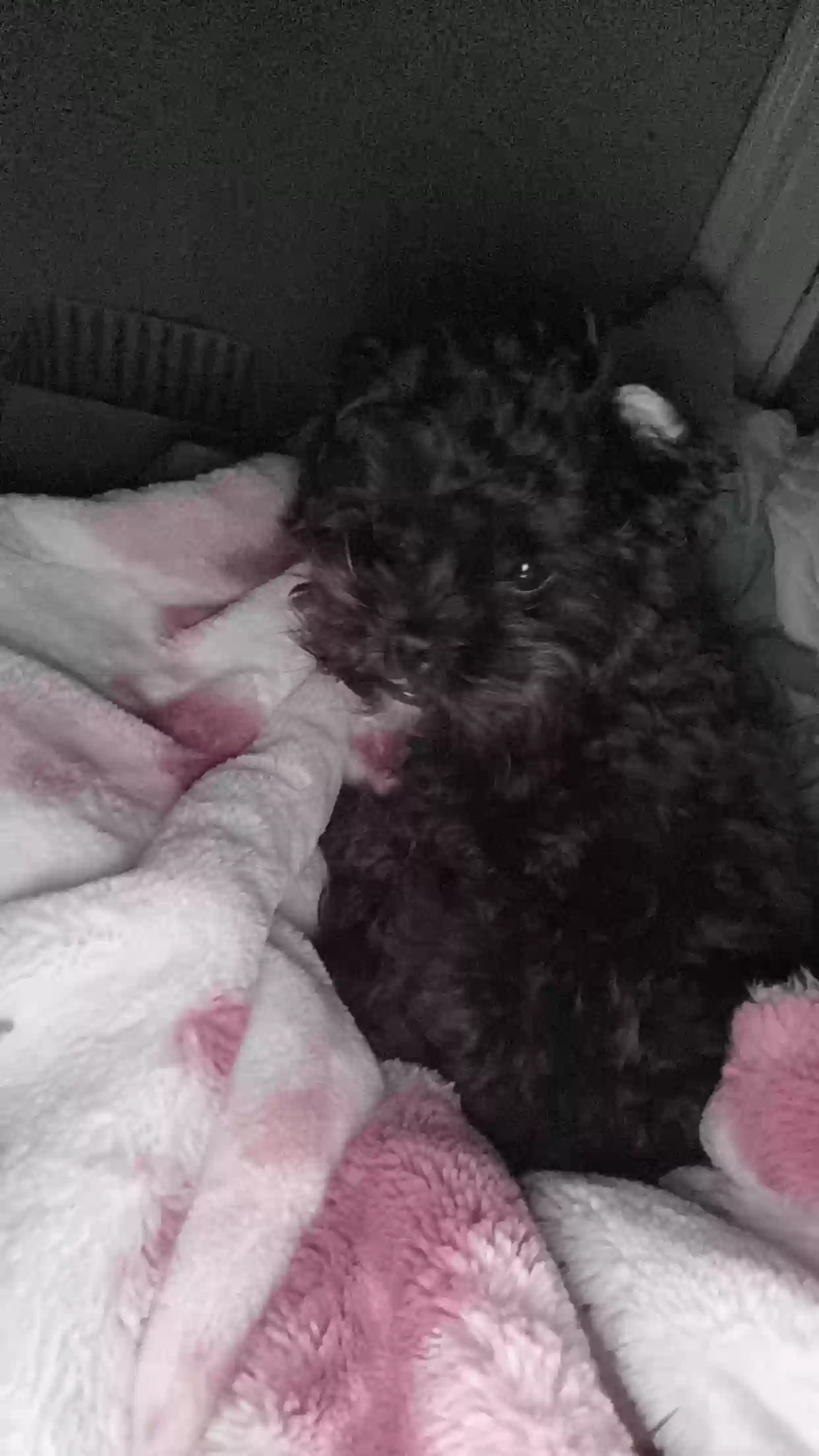 /lostandfound/images/lnfpets/original/183809_photo.webp