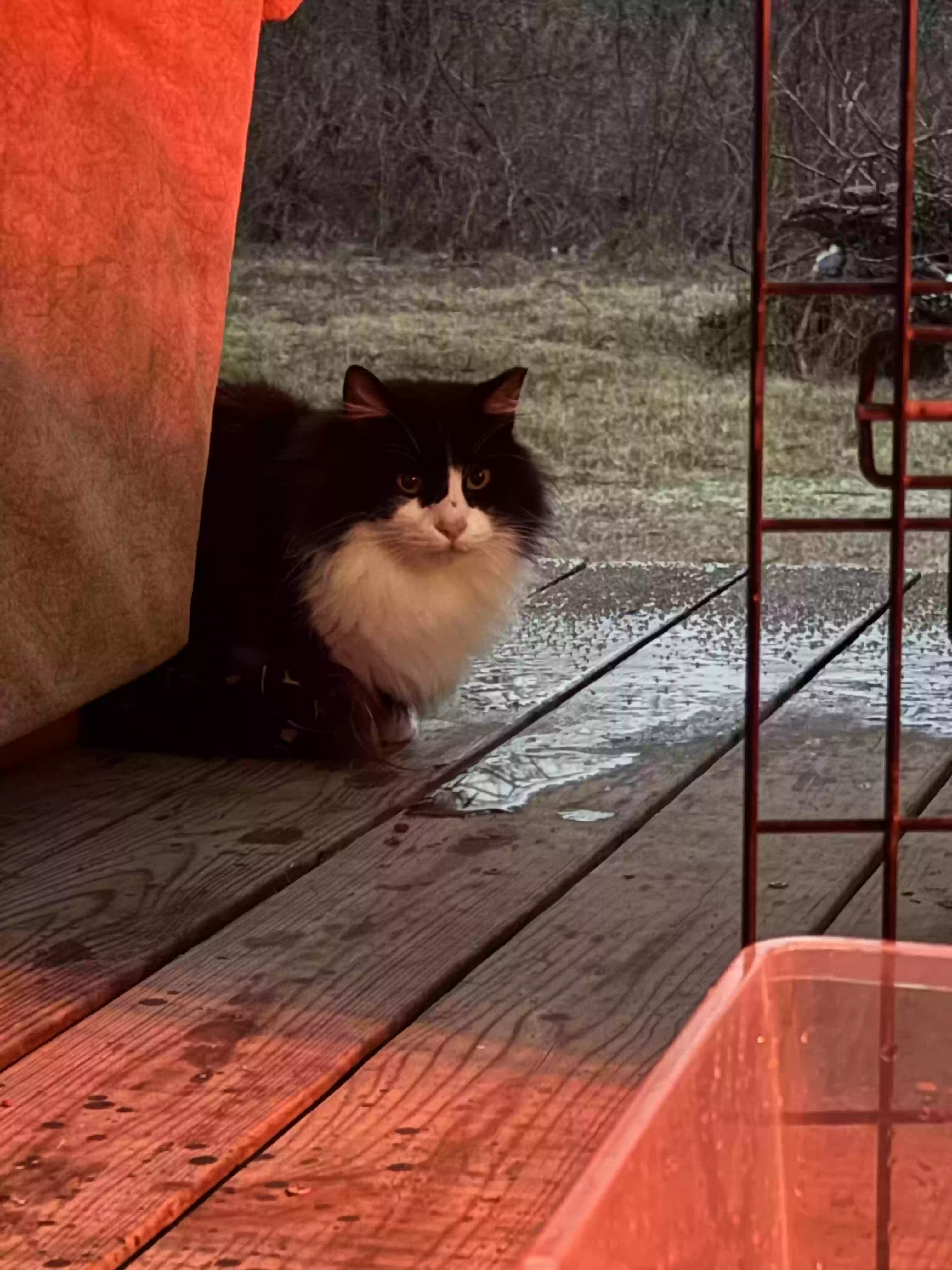 /lostandfound/images/lnfpets/original/183887_photo.webp