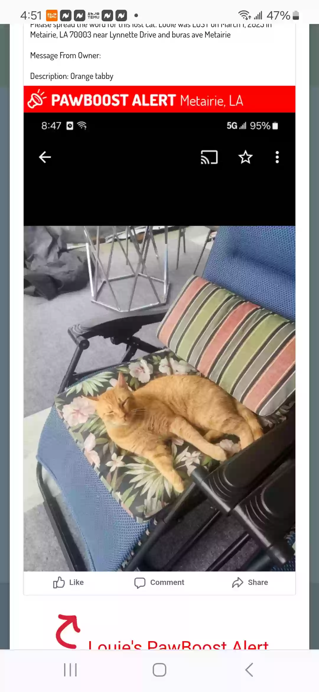 /lostandfound/images/lnfpets/original/183940_photo.webp