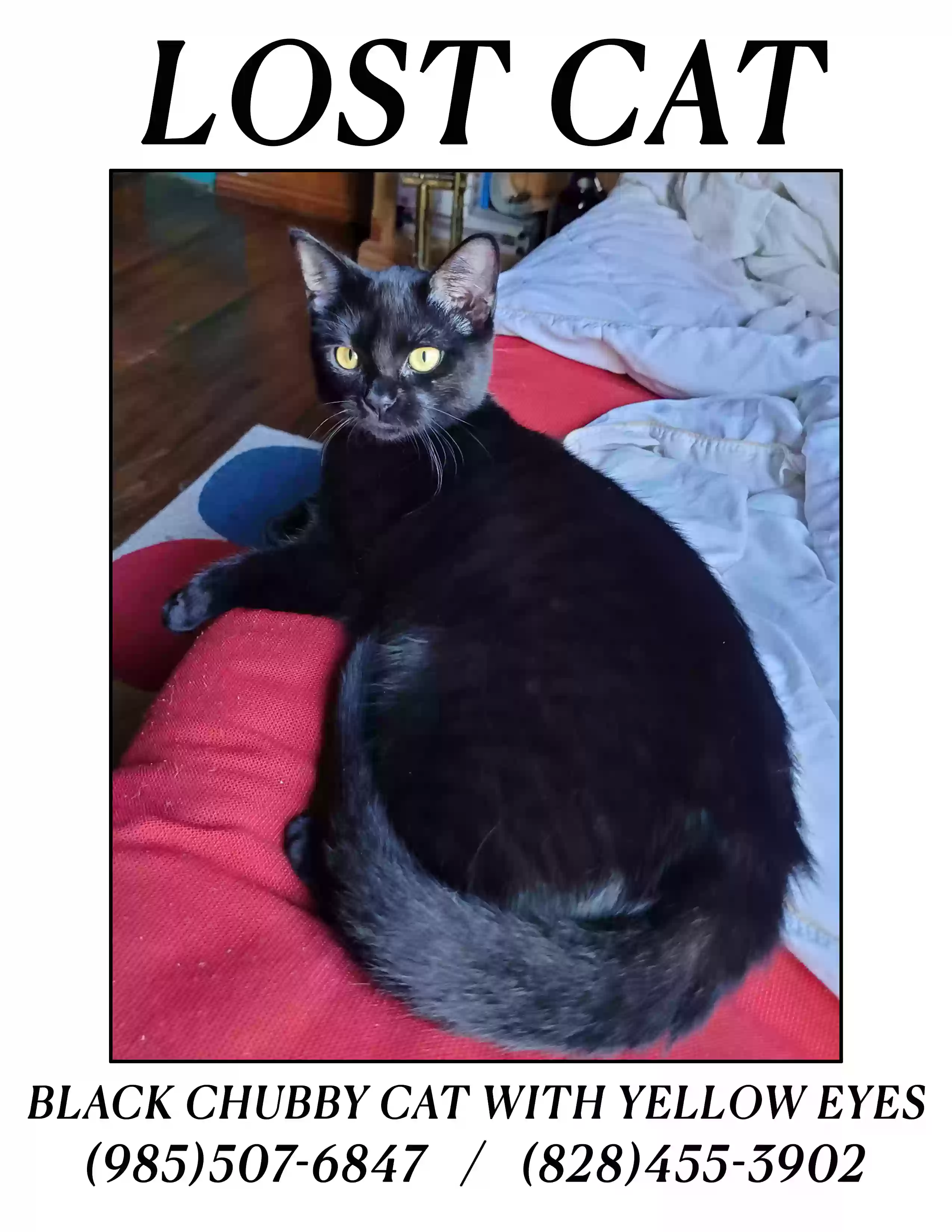 /lostandfound/images/lnfpets/original/183943_photo.webp