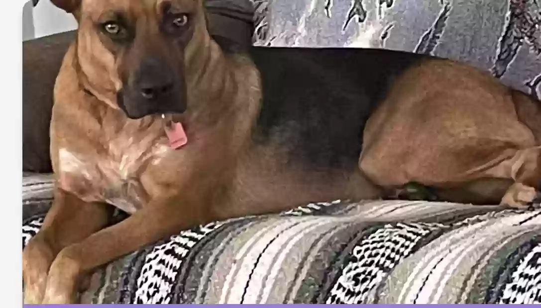/lostandfound/images/lnfpets/original/183973_photo.webp