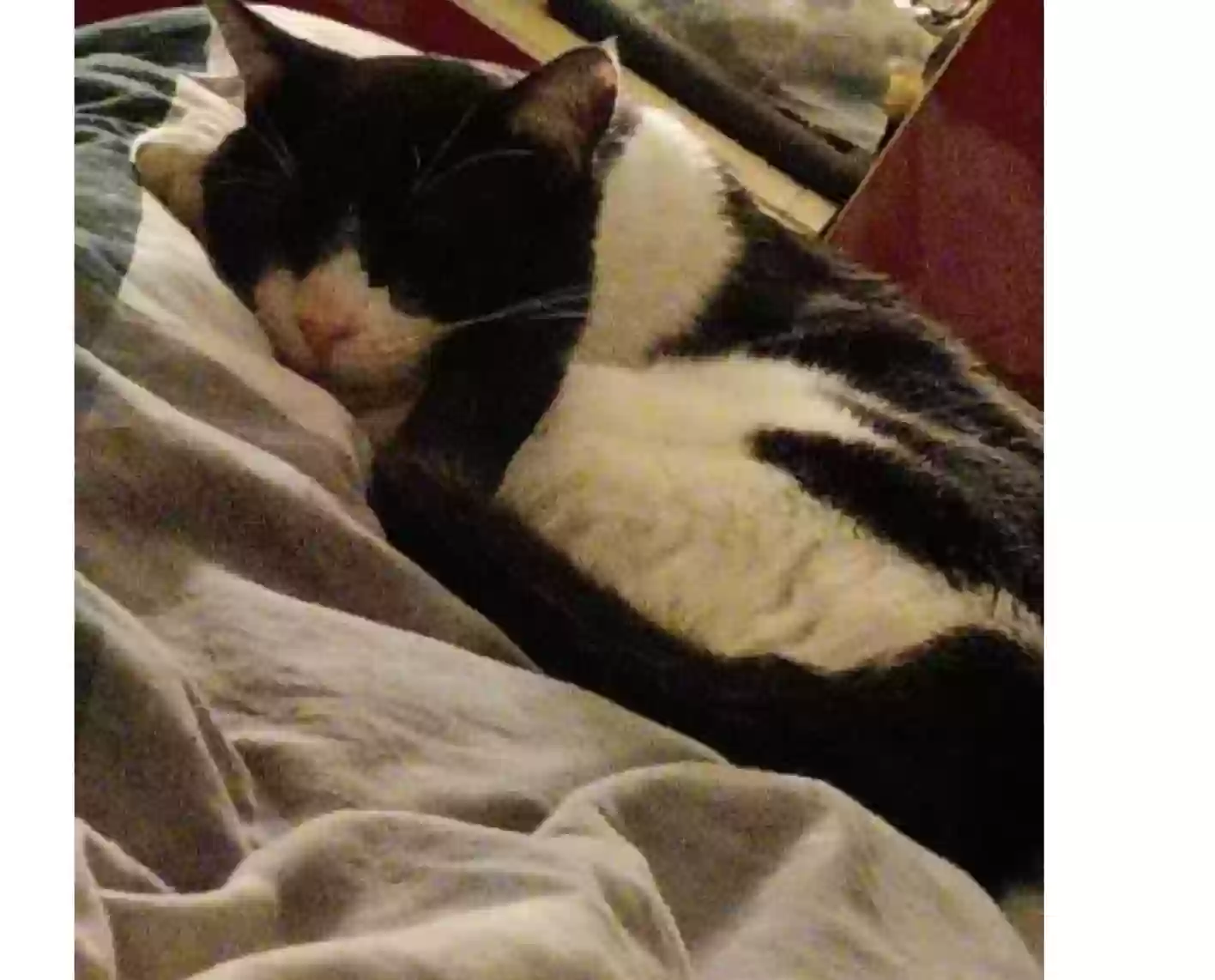 /lostandfound/images/lnfpets/original/183974_photo.webp