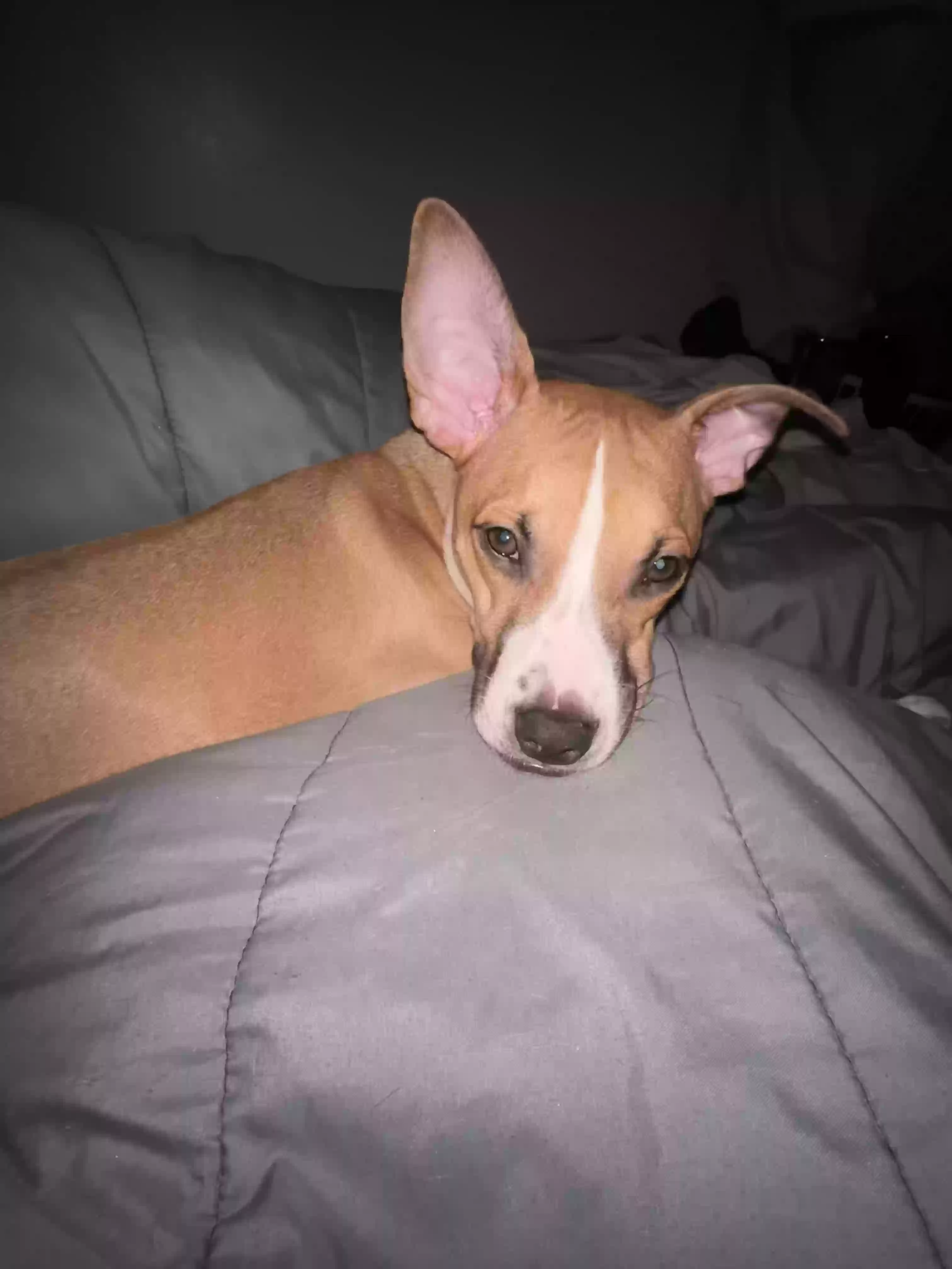 /lostandfound/images/lnfpets/original/183988_photo.webp