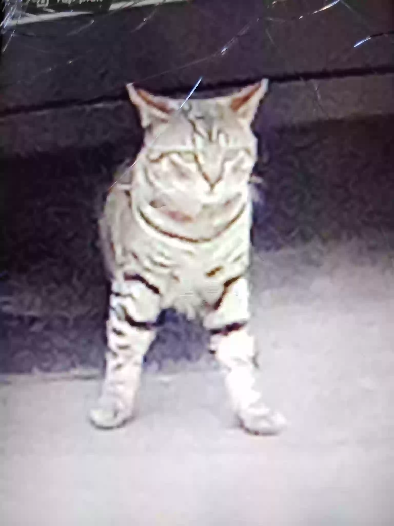 /lostandfound/images/lnfpets/original/184011_photo.webp