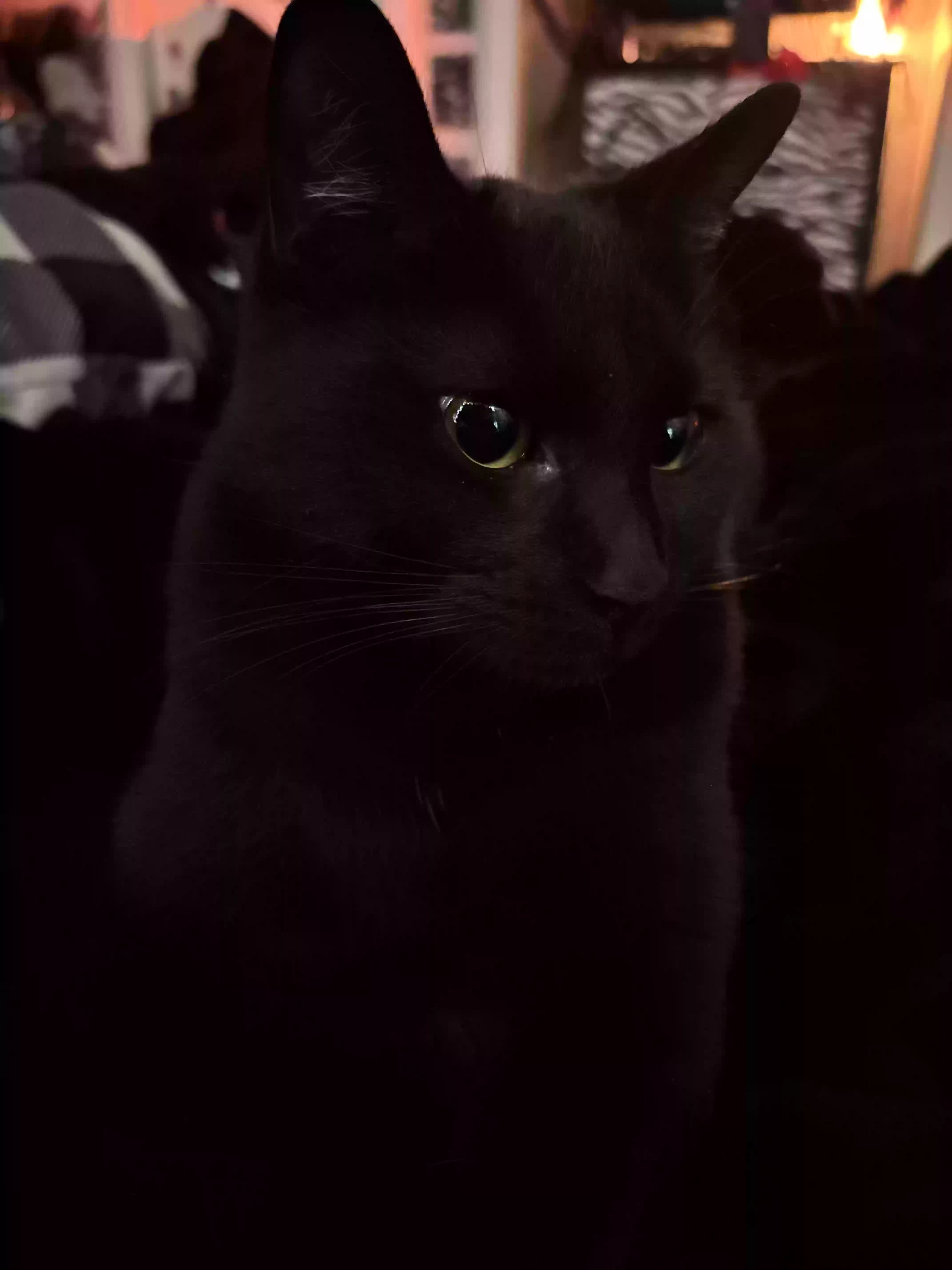 /lostandfound/images/lnfpets/original/184028_photo.webp