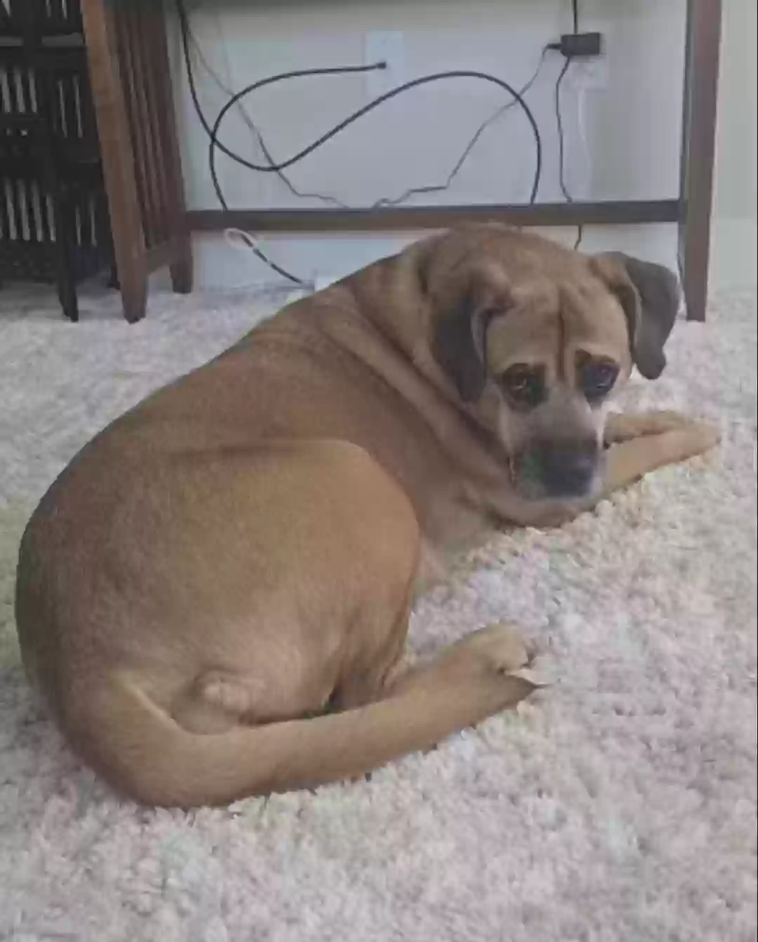 /lostandfound/images/lnfpets/original/184046_photo.webp
