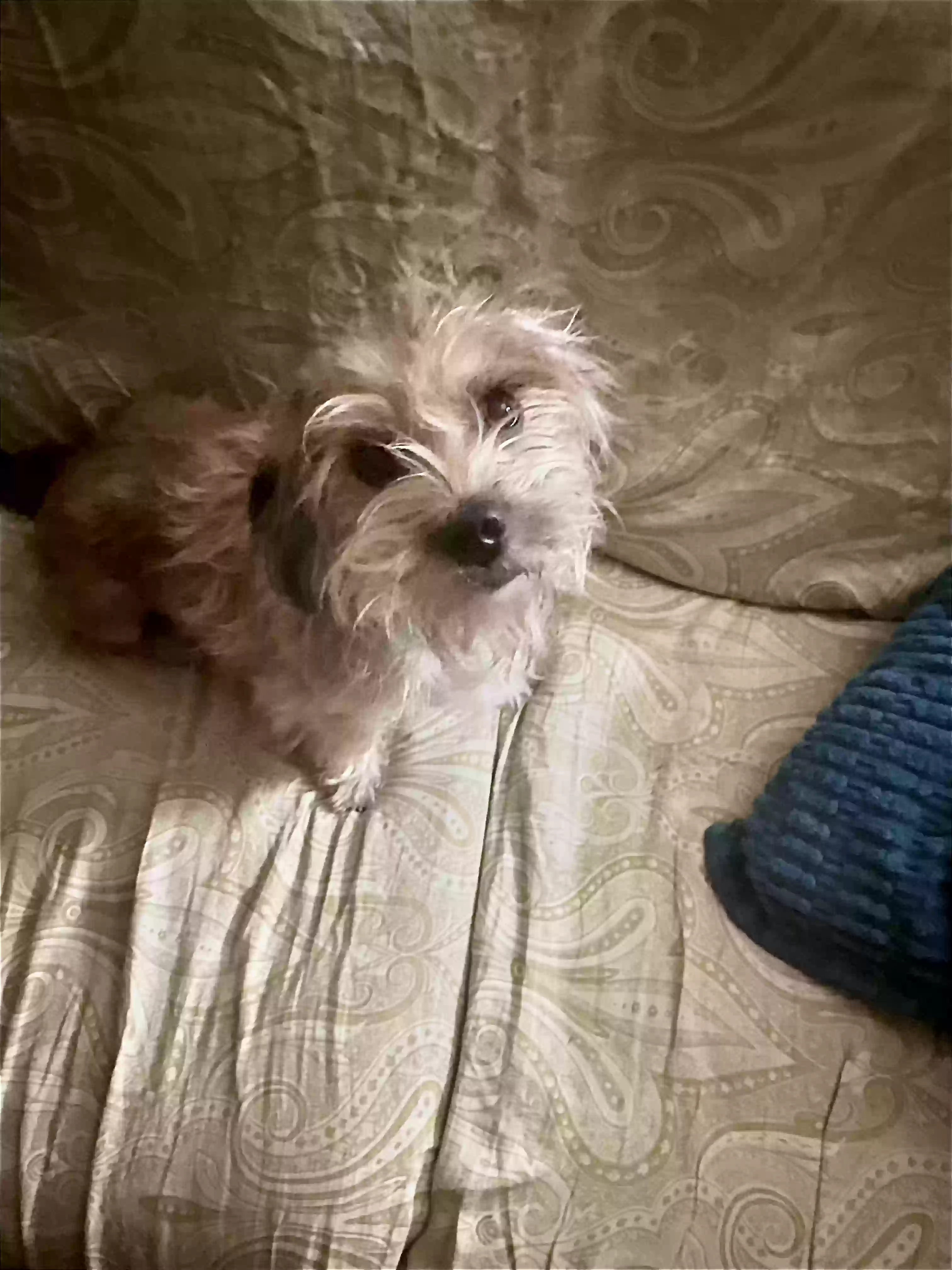 /lostandfound/images/lnfpets/original/184064_photo.webp