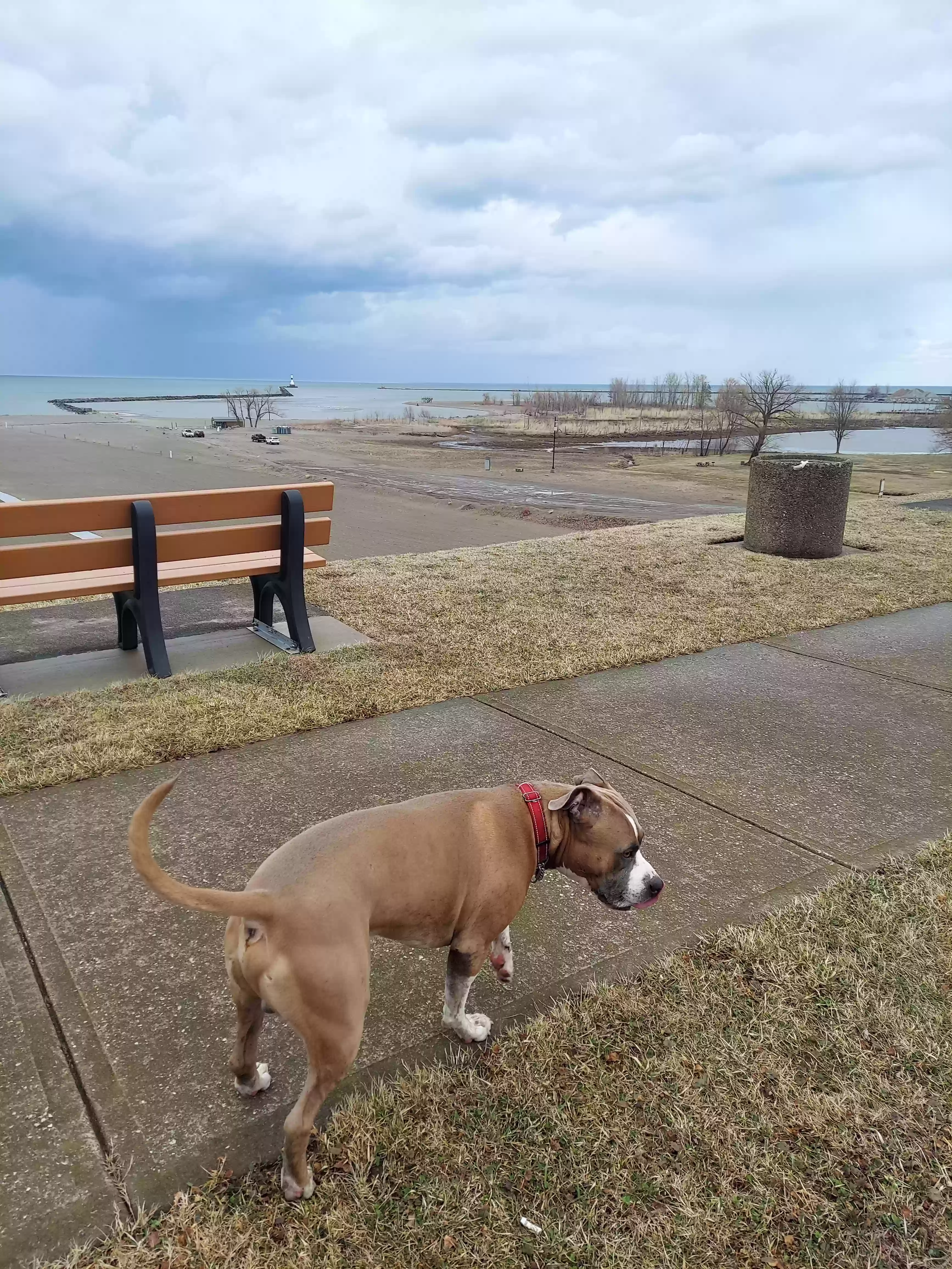 /lostandfound/images/lnfpets/original/184173_photo.webp