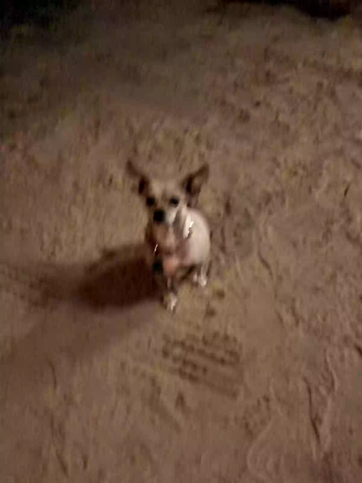 /lostandfound/images/lnfpets/original/184236_photo.webp