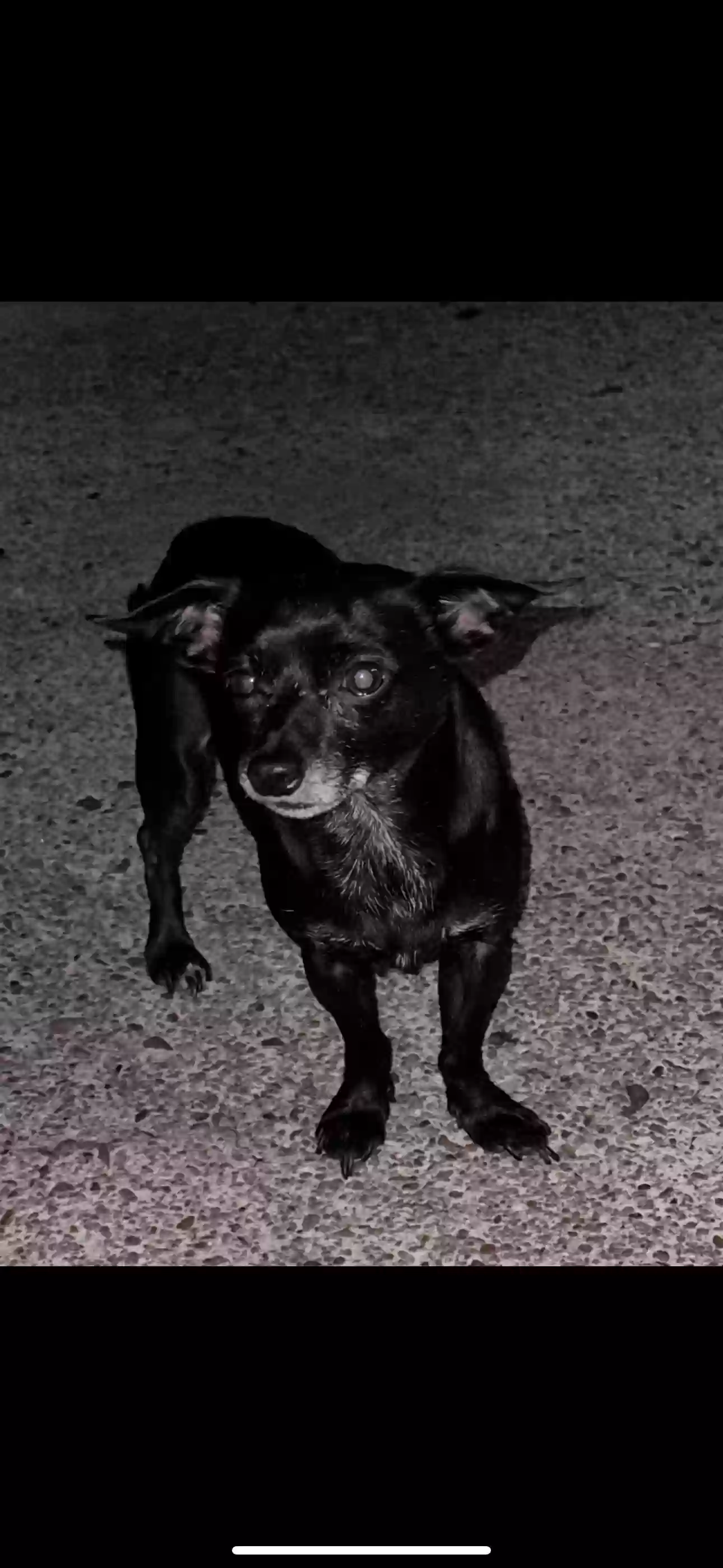 /lostandfound/images/lnfpets/original/184258_photo.webp