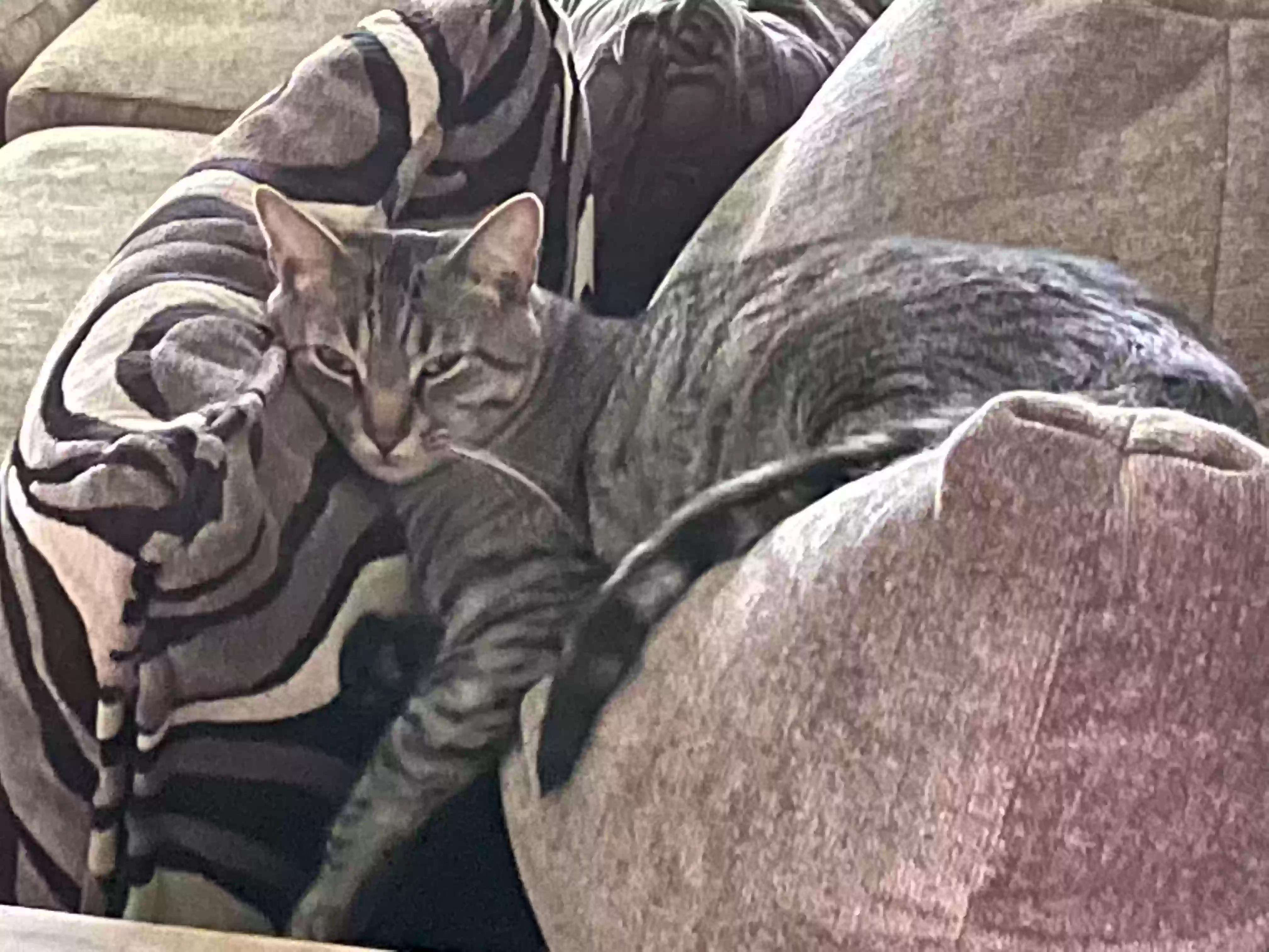 /lostandfound/images/lnfpets/original/184274_photo.webp