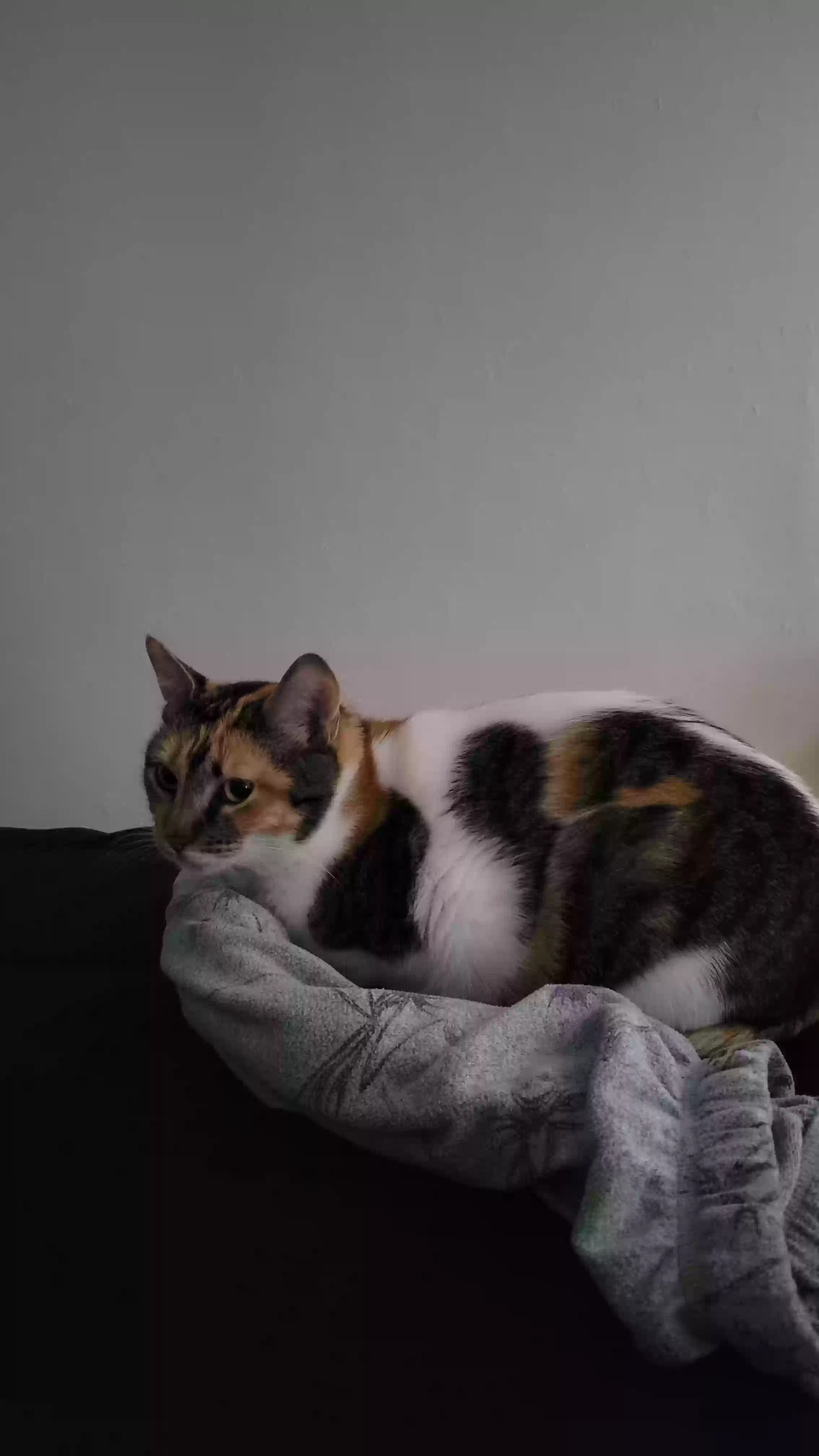 /lostandfound/images/lnfpets/original/184294_photo.webp