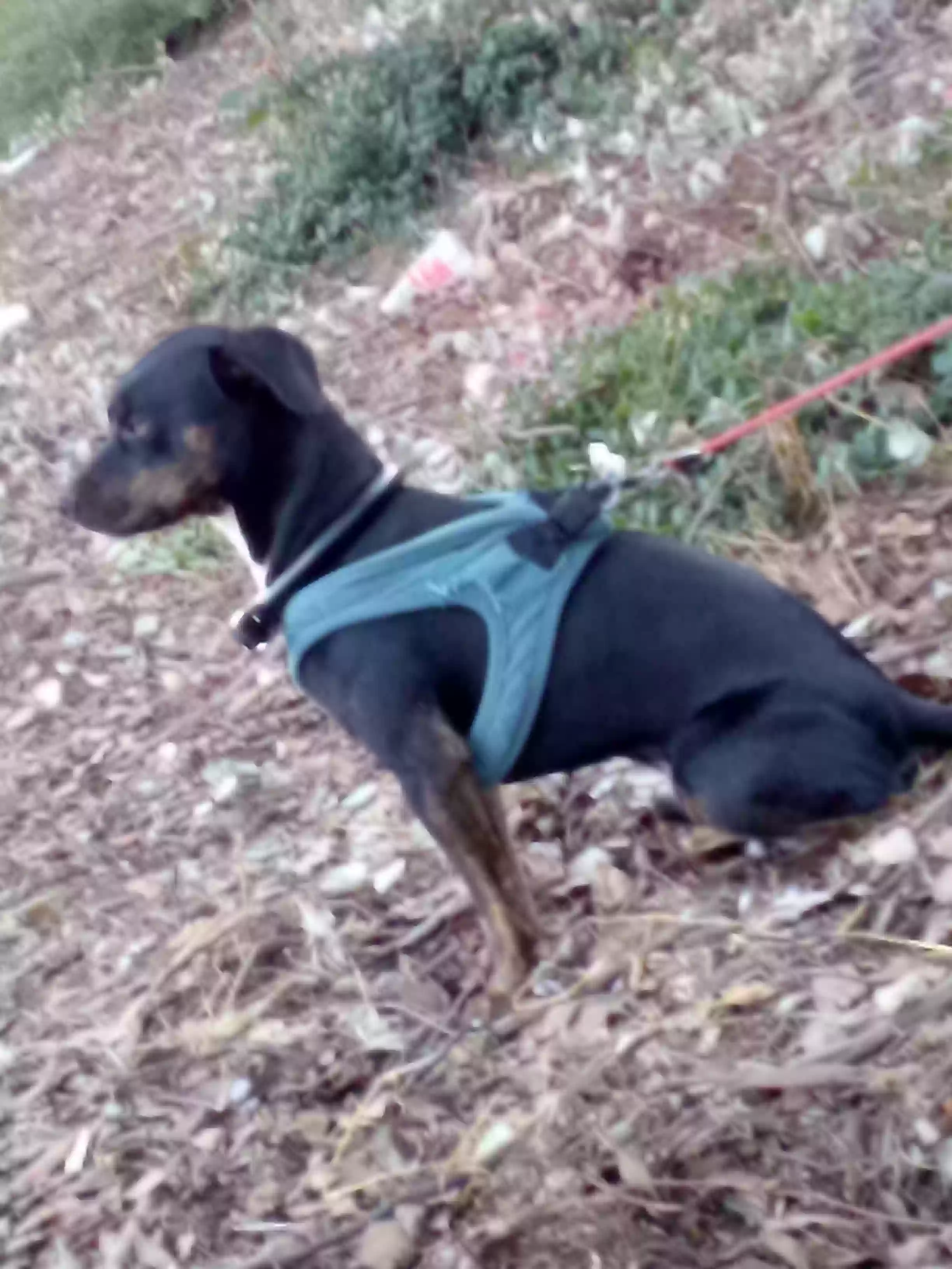 /lostandfound/images/lnfpets/original/184329_photo.webp