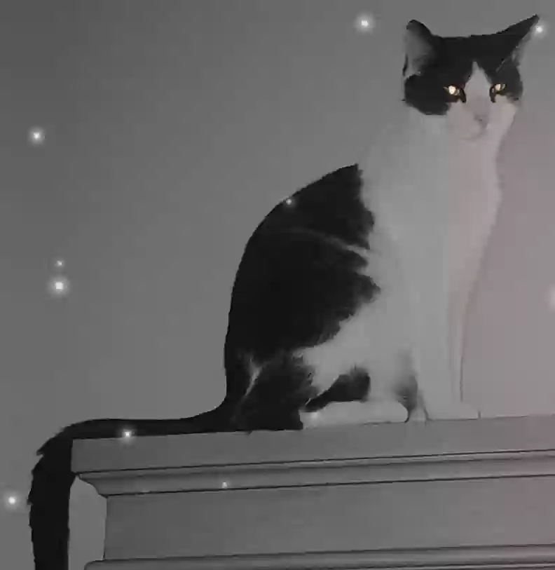 /lostandfound/images/lnfpets/original/184330_photo.webp