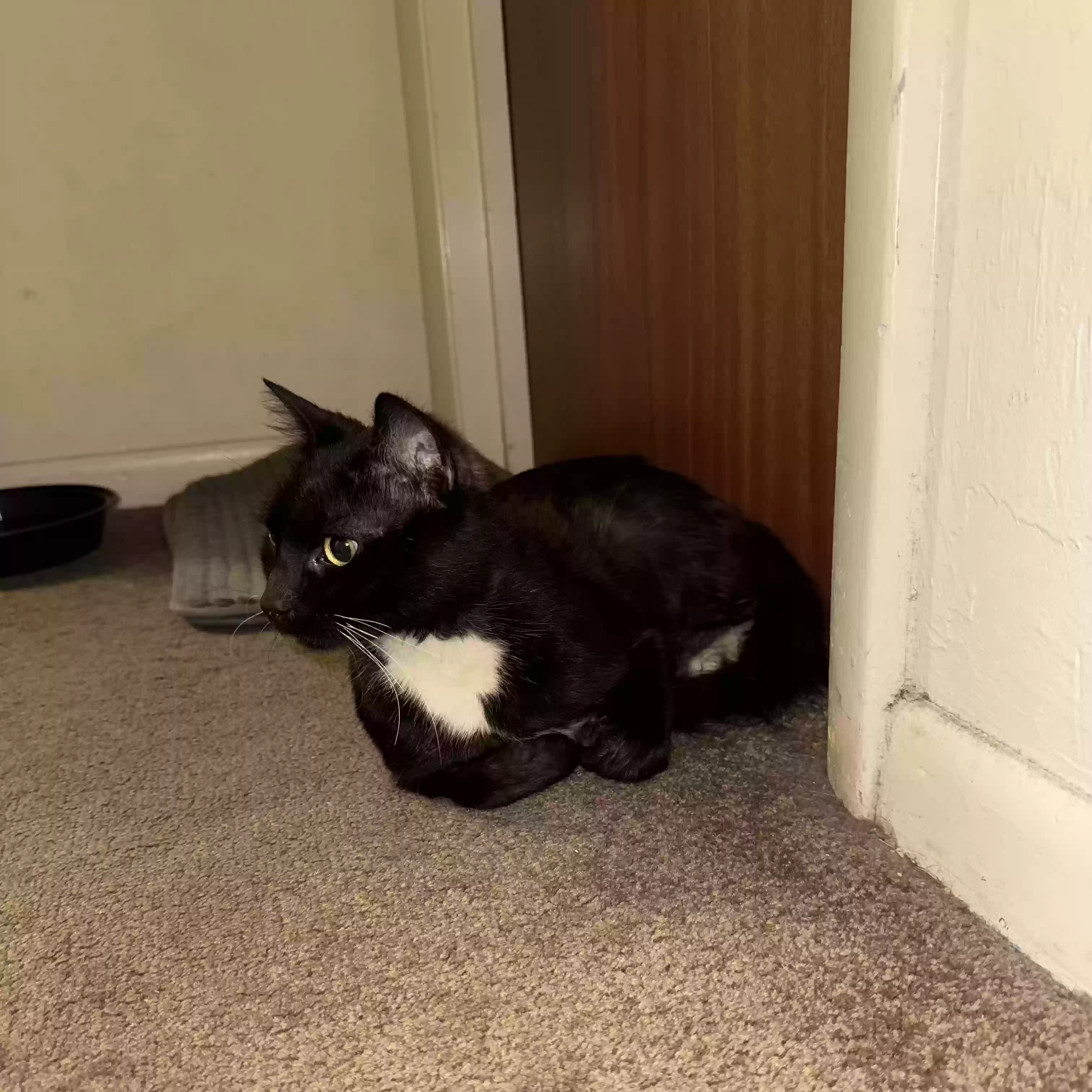 /lostandfound/images/lnfpets/original/184431_photo.webp