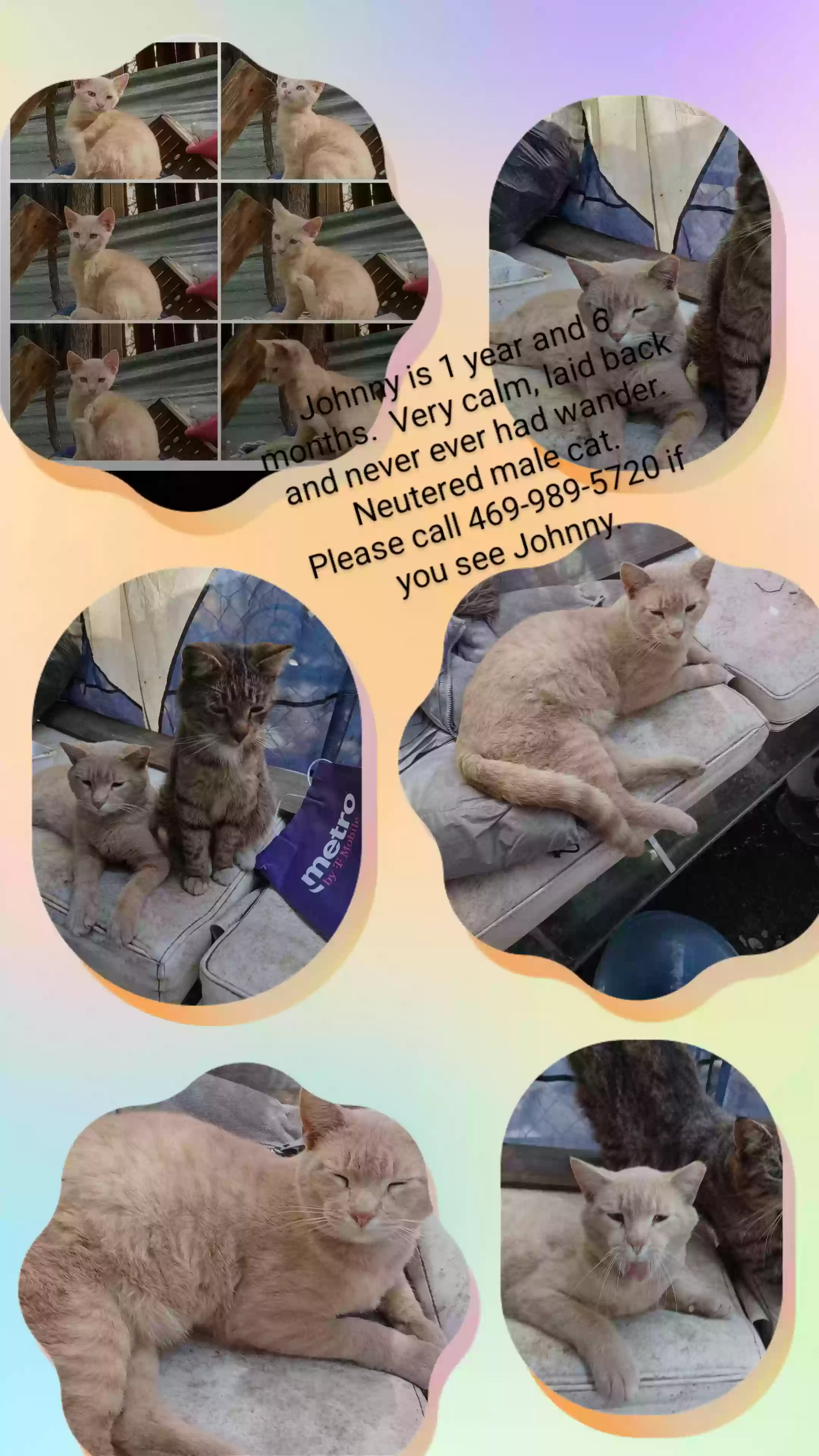 /lostandfound/images/lnfpets/original/184586_photo.webp