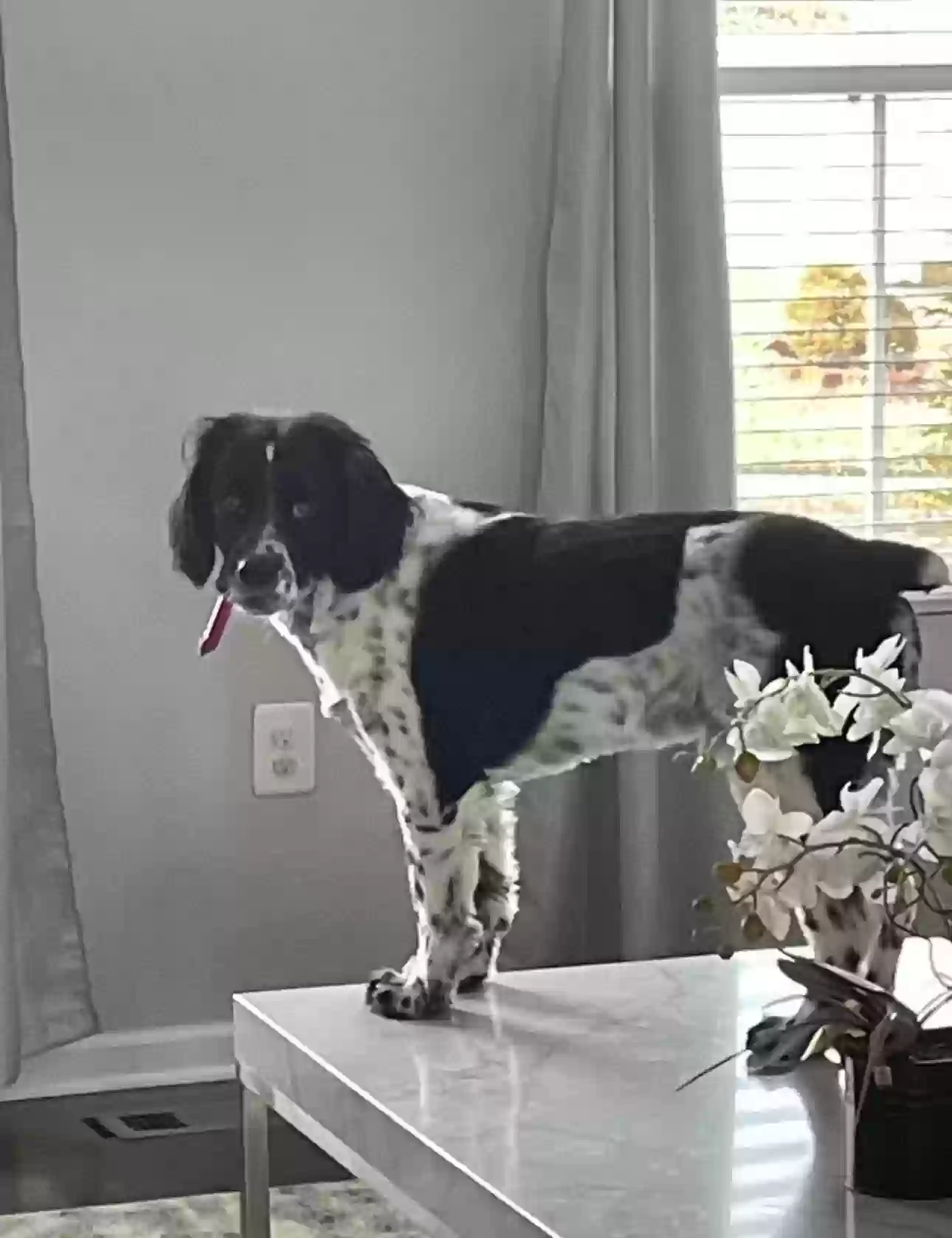 /lostandfound/images/lnfpets/original/184662_photo.webp