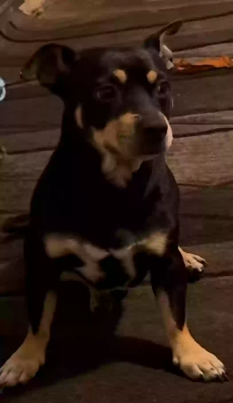 /lostandfound/images/lnfpets/original/184691_photo.webp