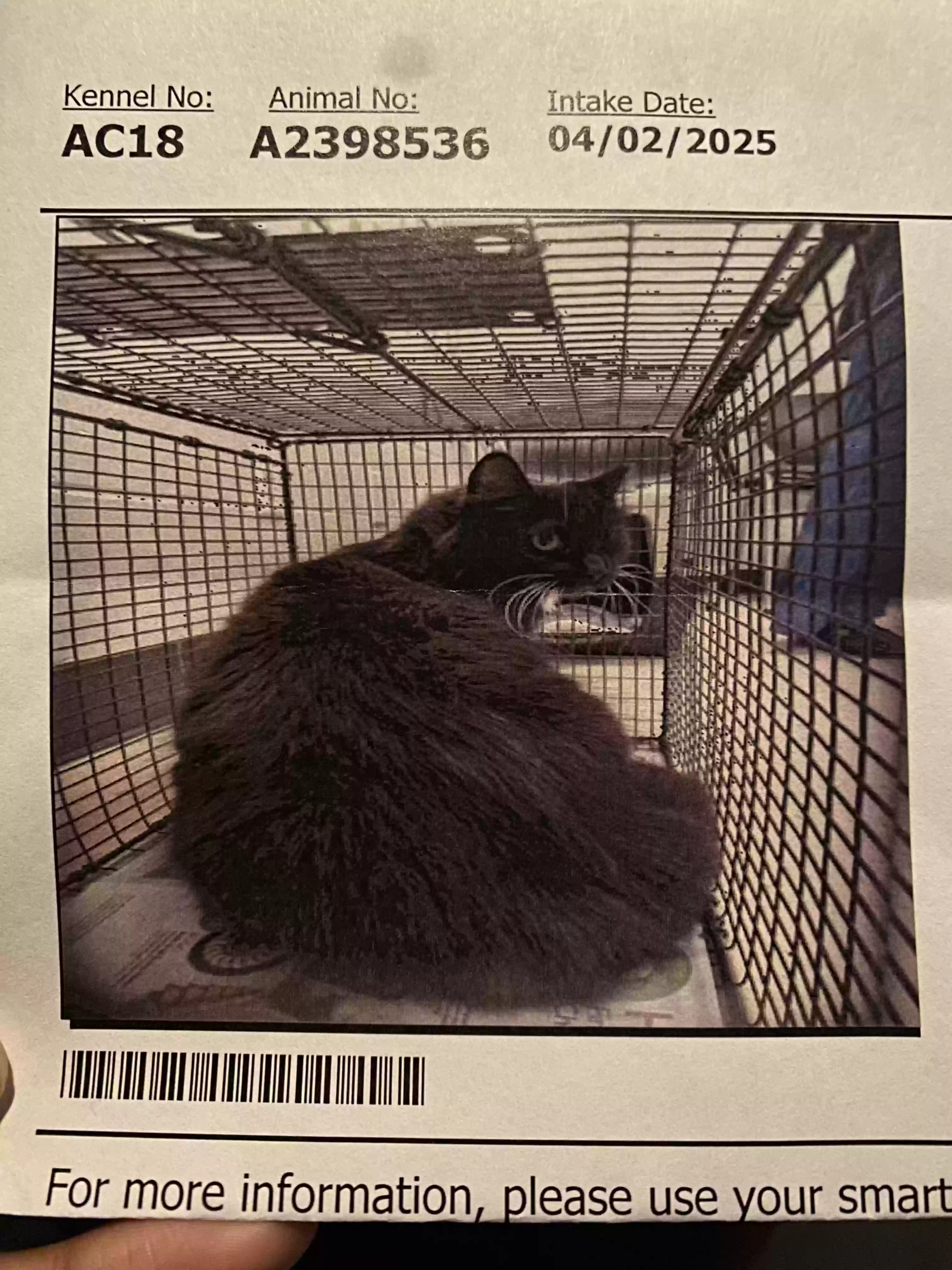 /lostandfound/images/lnfpets/original/184724_photo.webp