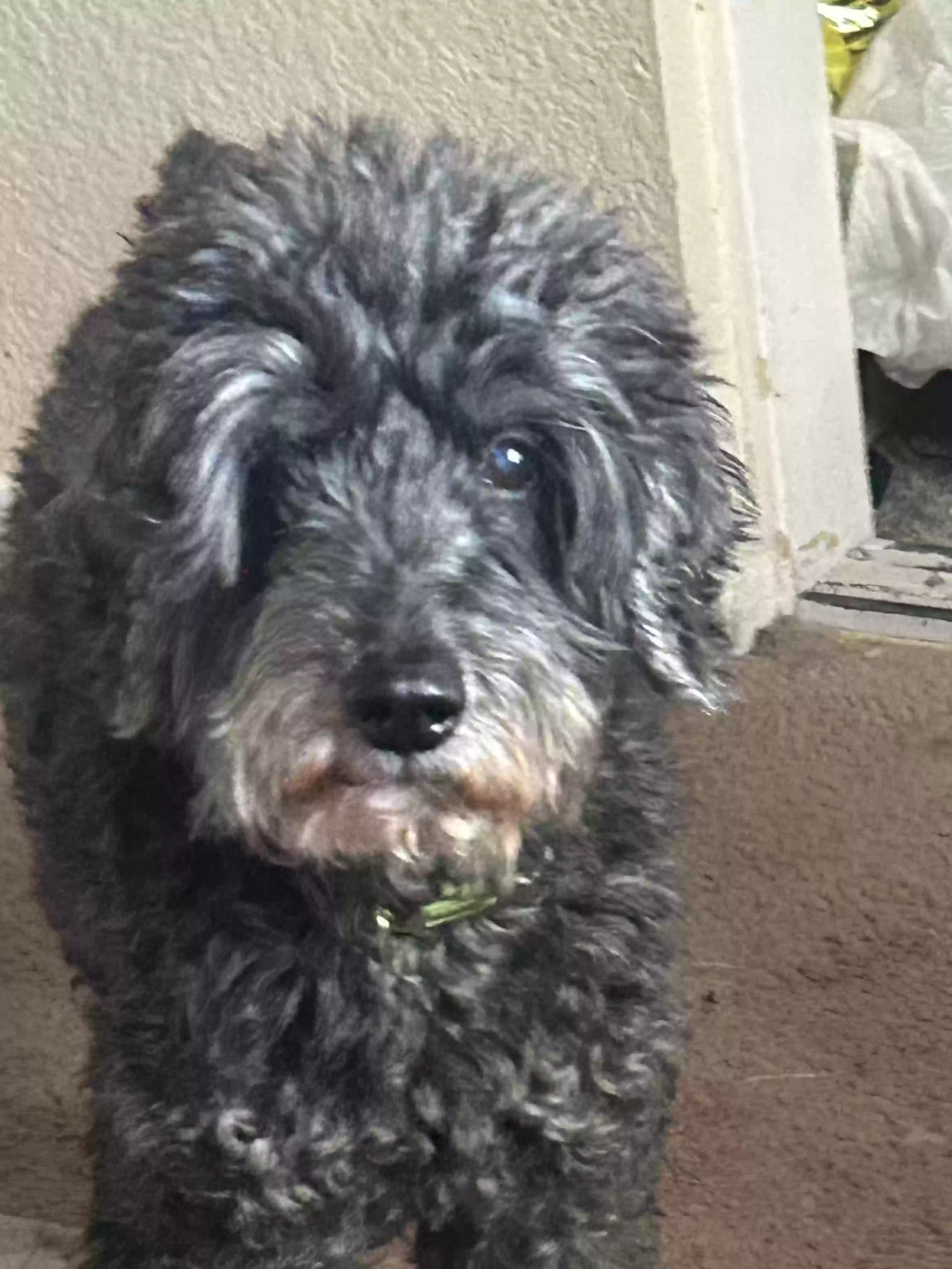 /lostandfound/images/lnfpets/original/184728_photo.webp