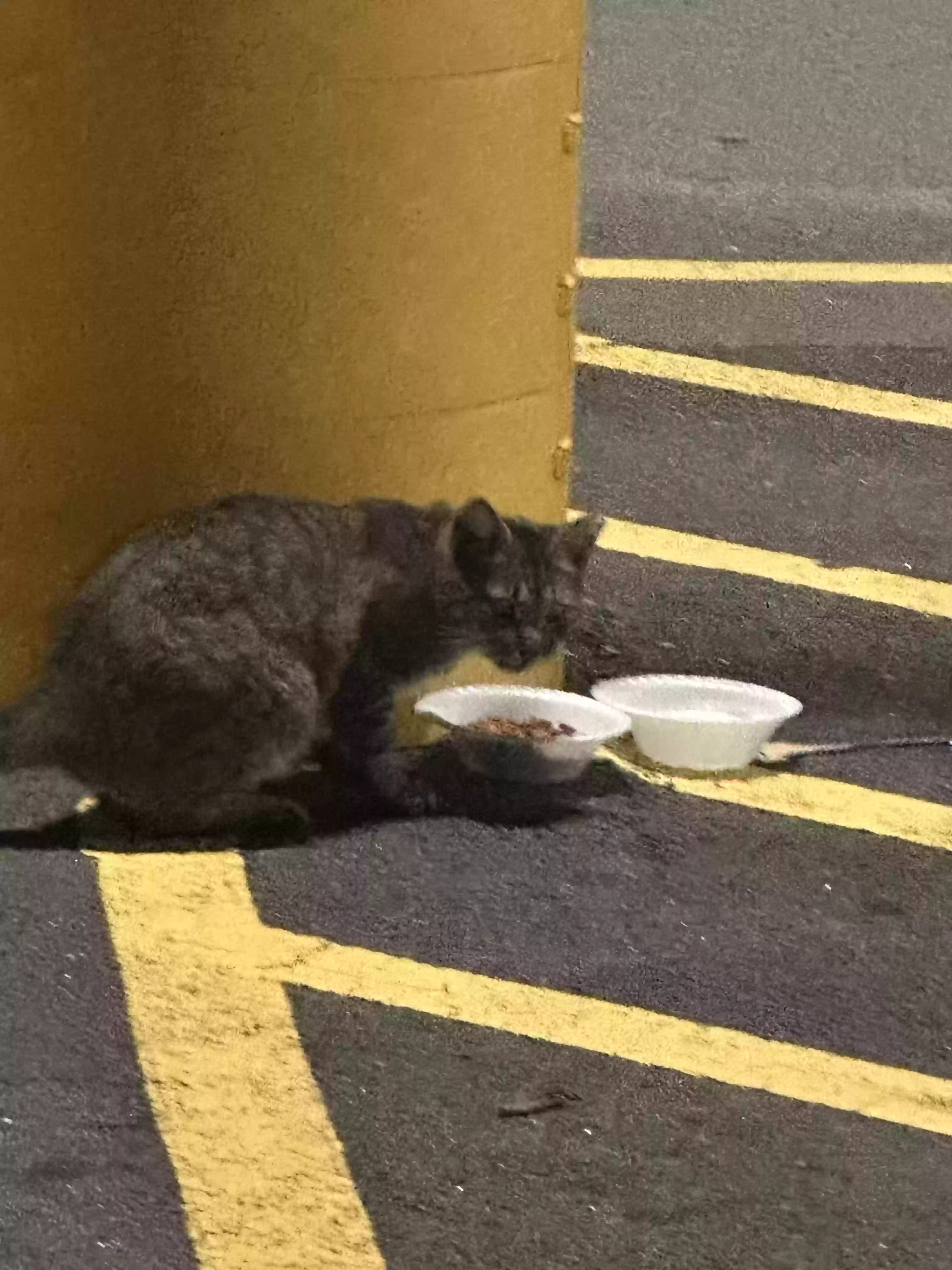 /lostandfound/images/lnfpets/original/184791_photo.webp
