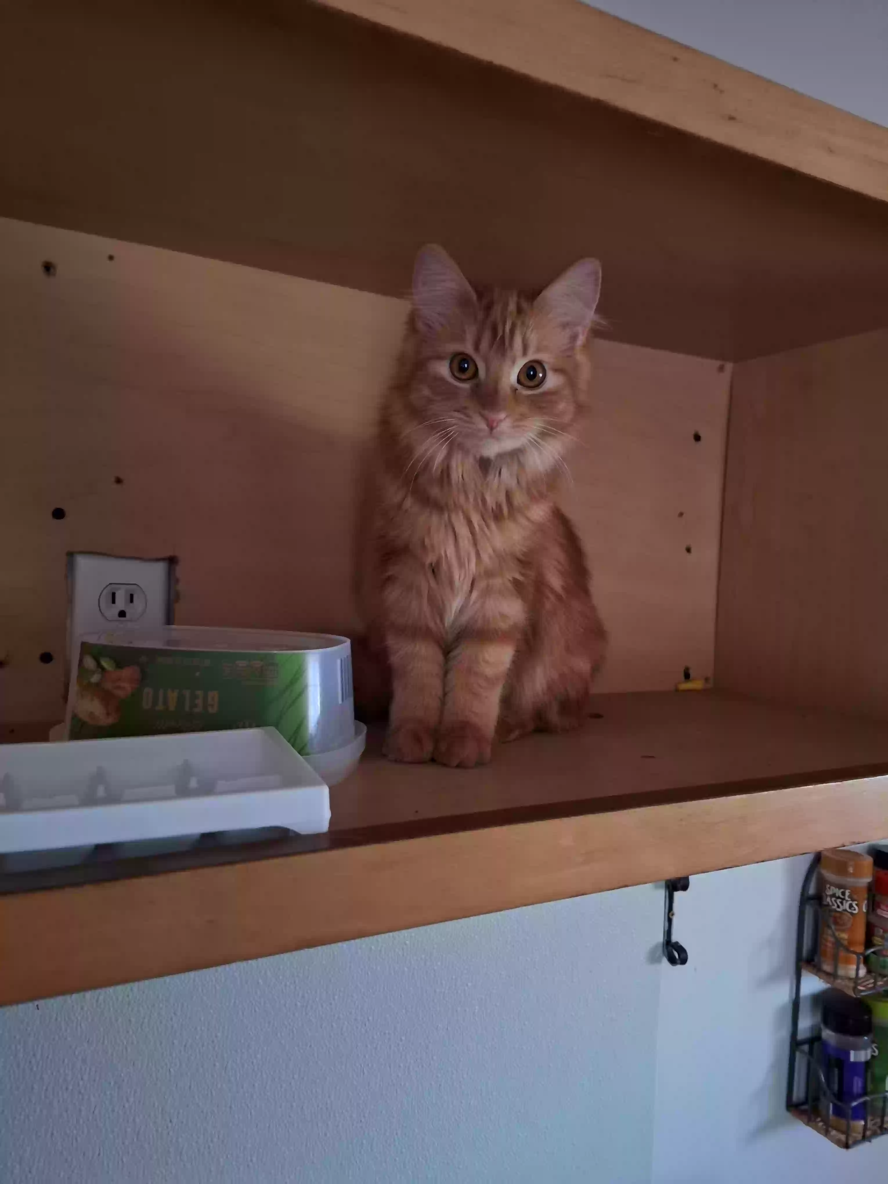 /lostandfound/images/lnfpets/original/184796_photo.webp