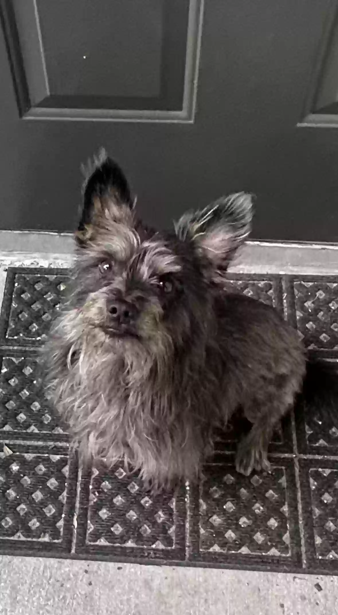 /lostandfound/images/lnfpets/original/184861_photo.webp