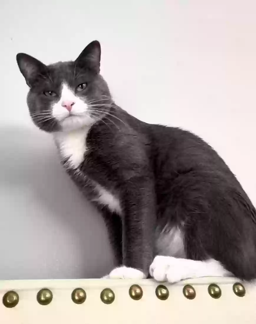 /lostandfound/images/lnfpets/original/184874_photo.webp