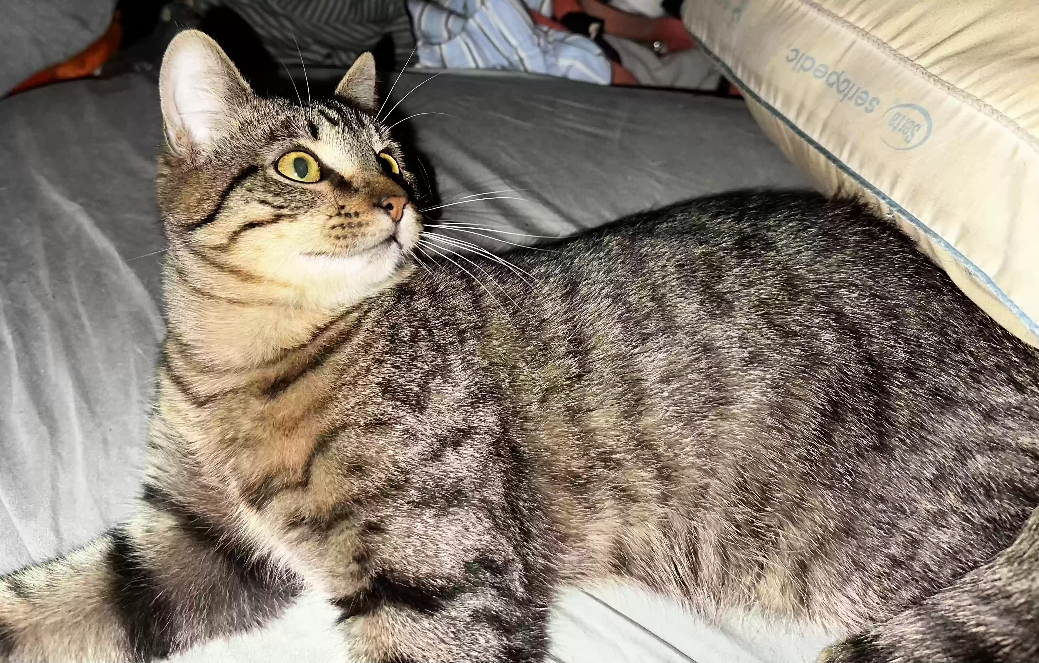/lostandfound/images/lnfpets/original/184938_photo.webp