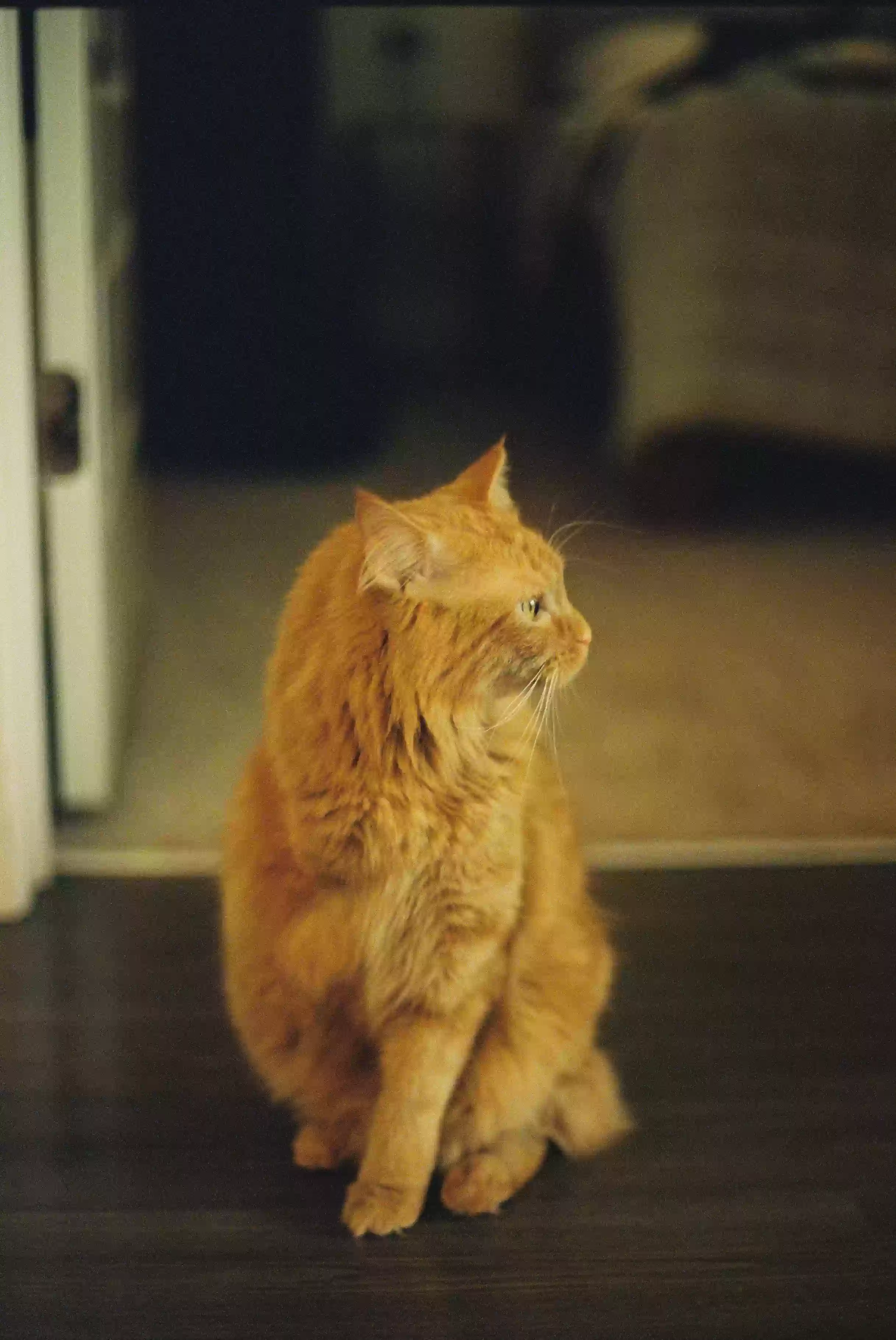 /lostandfound/images/lnfpets/original/185005_photo.webp