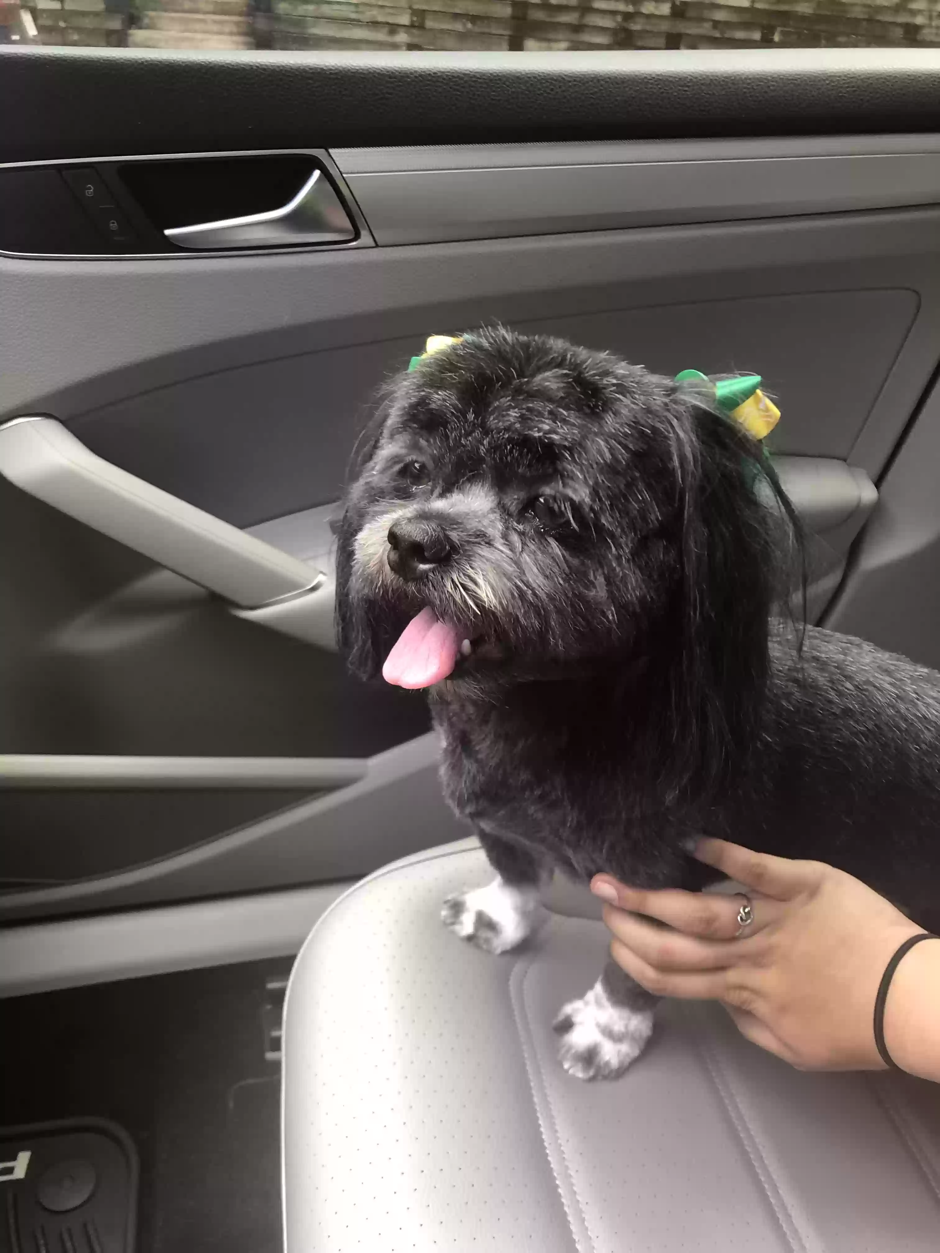 /lostandfound/images/lnfpets/original/185008_photo.webp