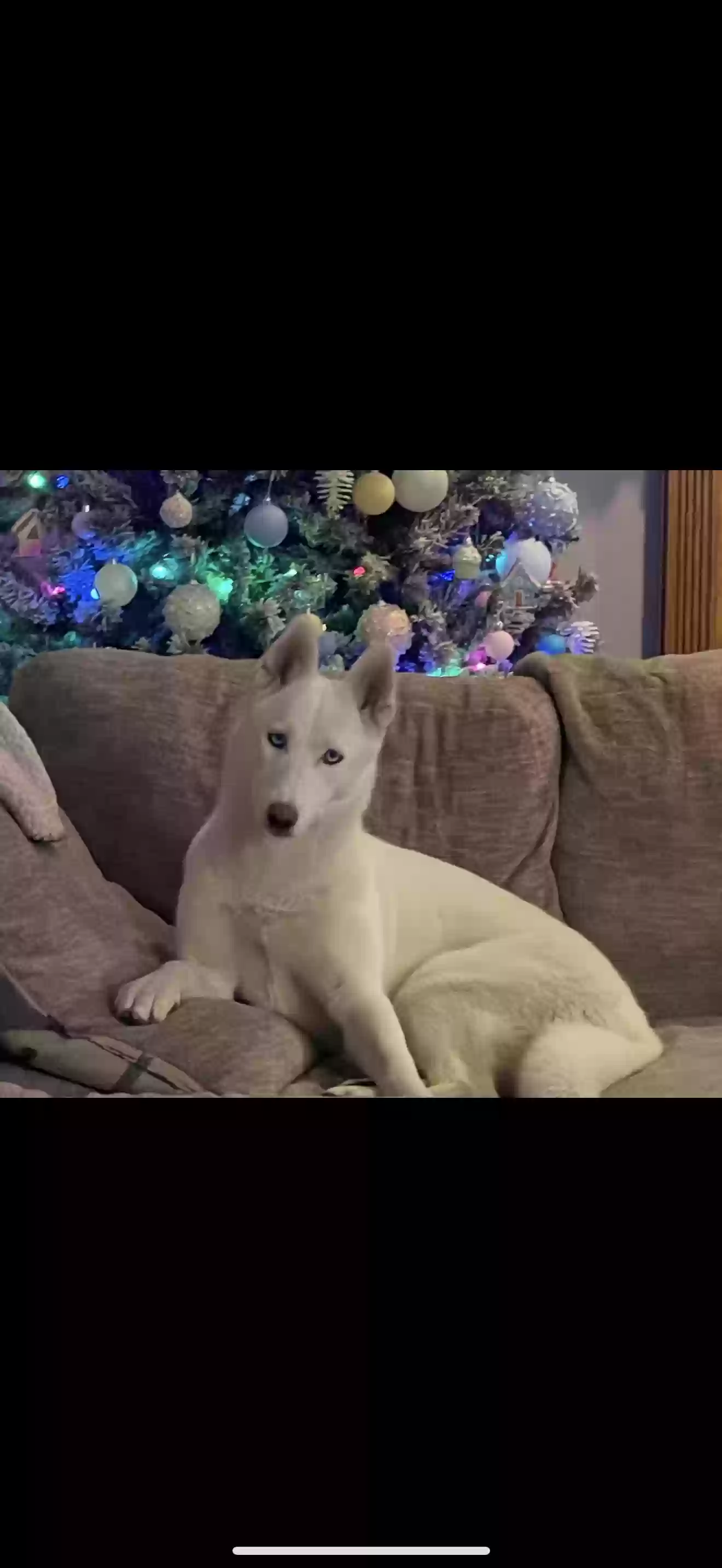 /lostandfound/images/lnfpets/original/185019_photo.webp