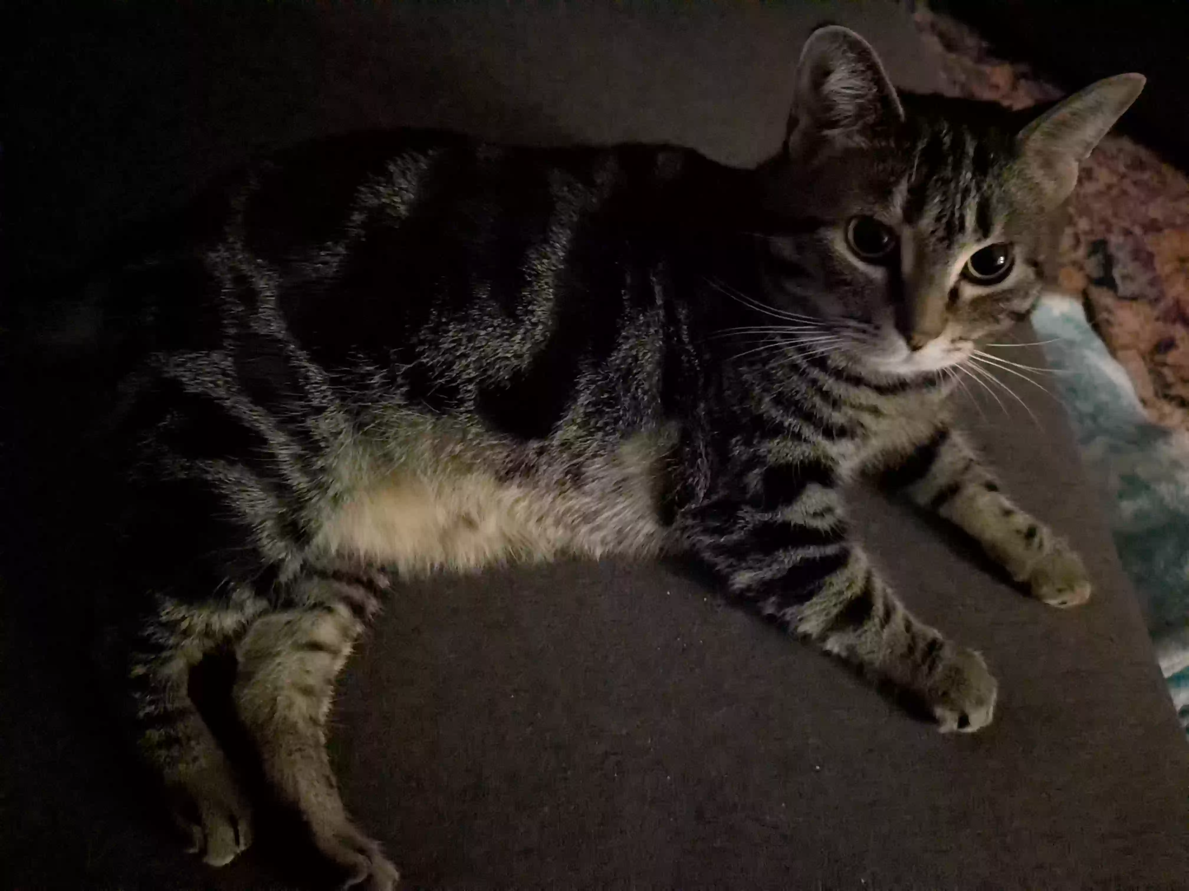/lostandfound/images/lnfpets/original/185029_photo.webp