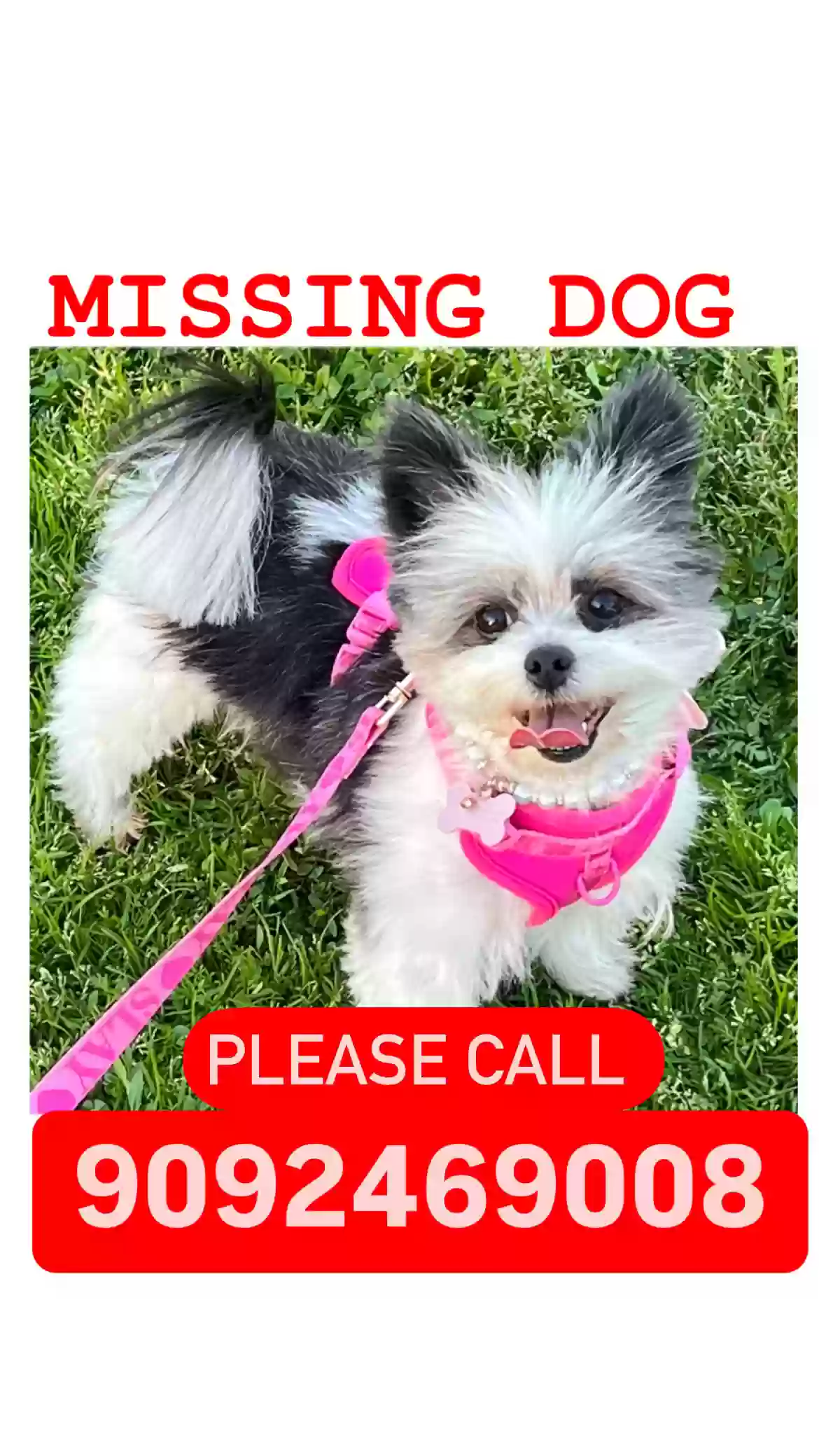 /lostandfound/images/lnfpets/original/185131_photo.webp