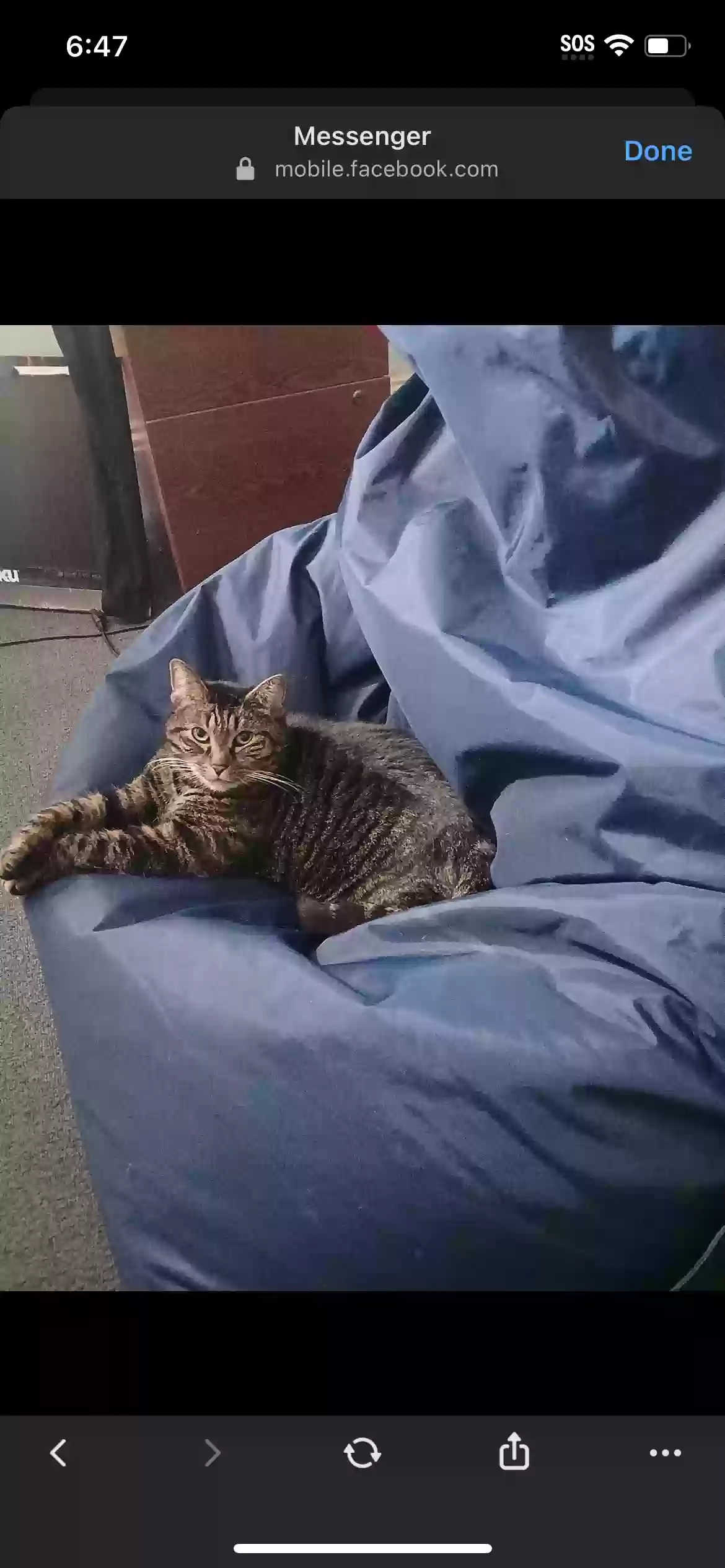 /lostandfound/images/lnfpets/original/185160_photo.webp