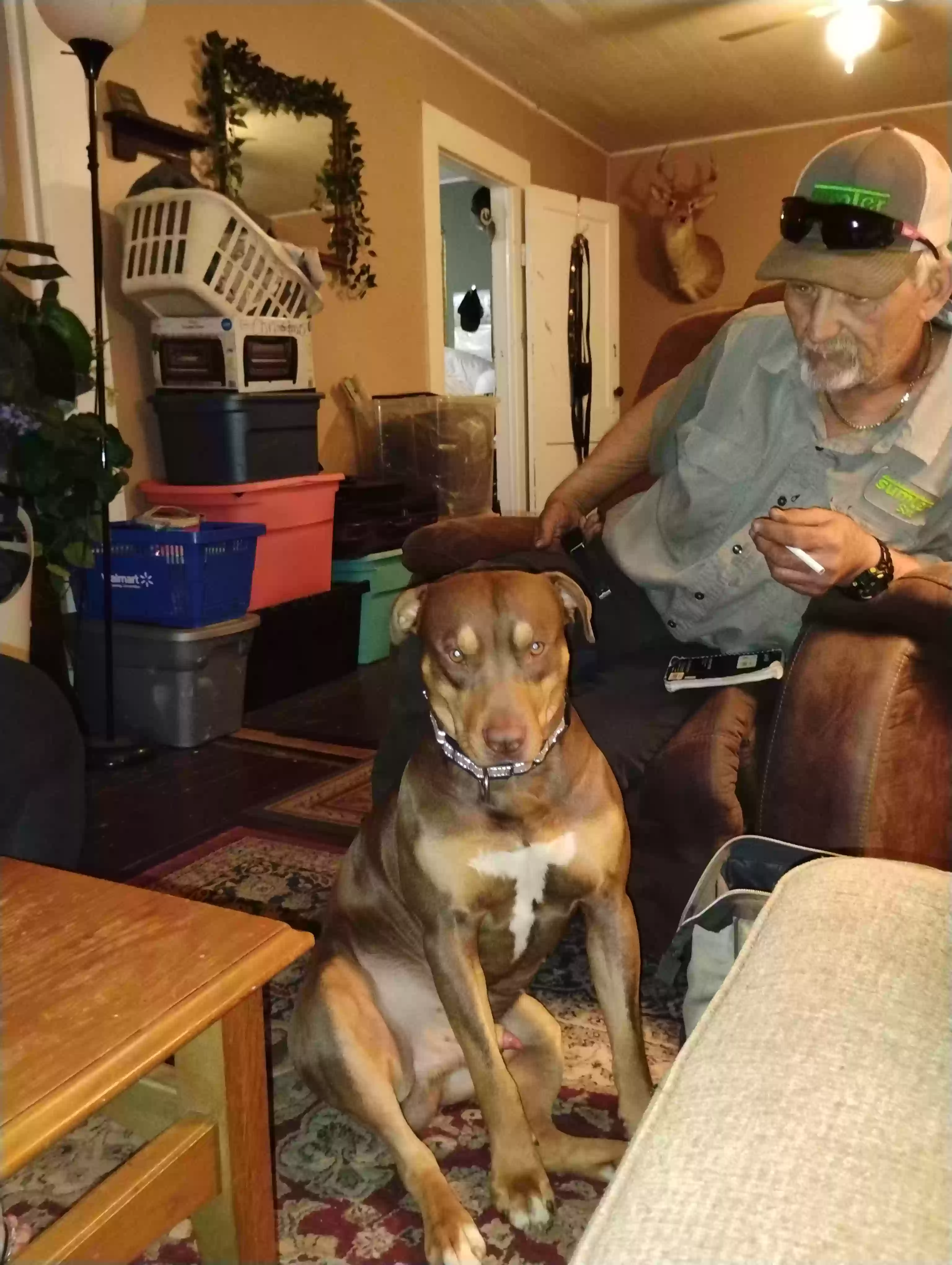 /lostandfound/images/lnfpets/original/185162_photo.webp