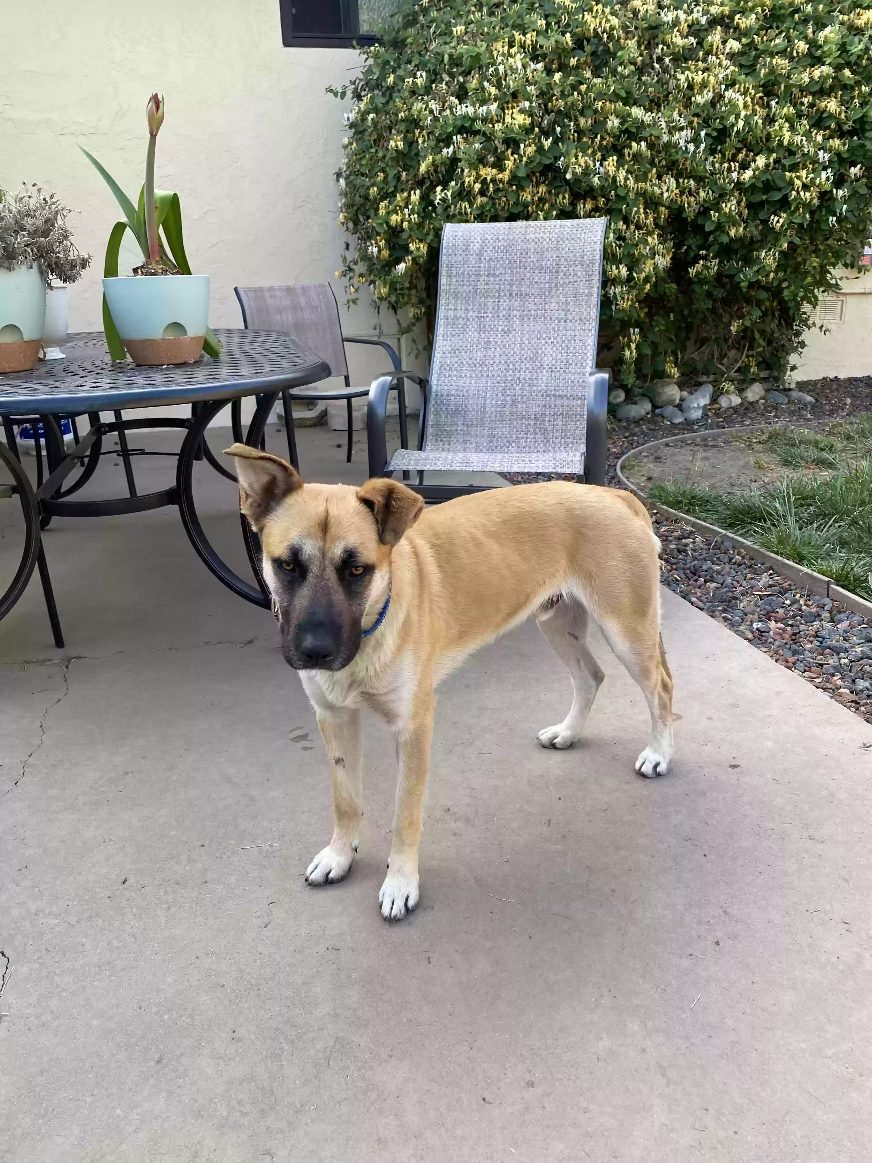 /lostandfound/images/lnfpets/original/185190_photo.webp