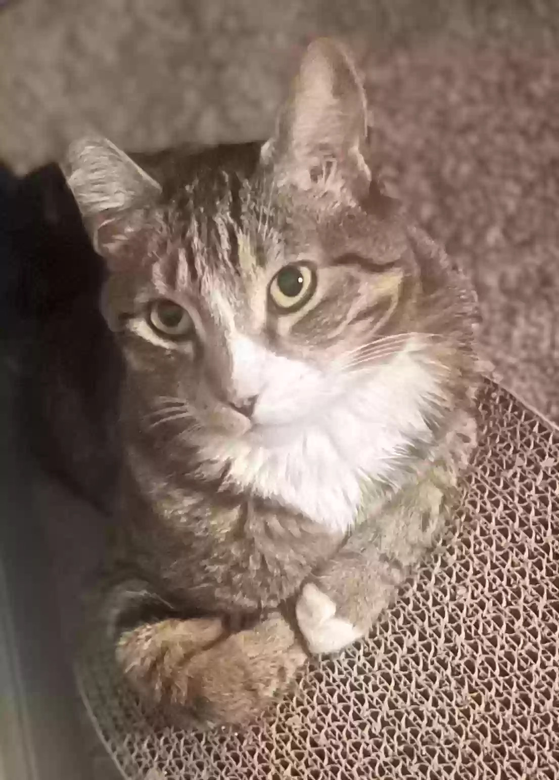 /lostandfound/images/lnfpets/original/185240_photo.webp