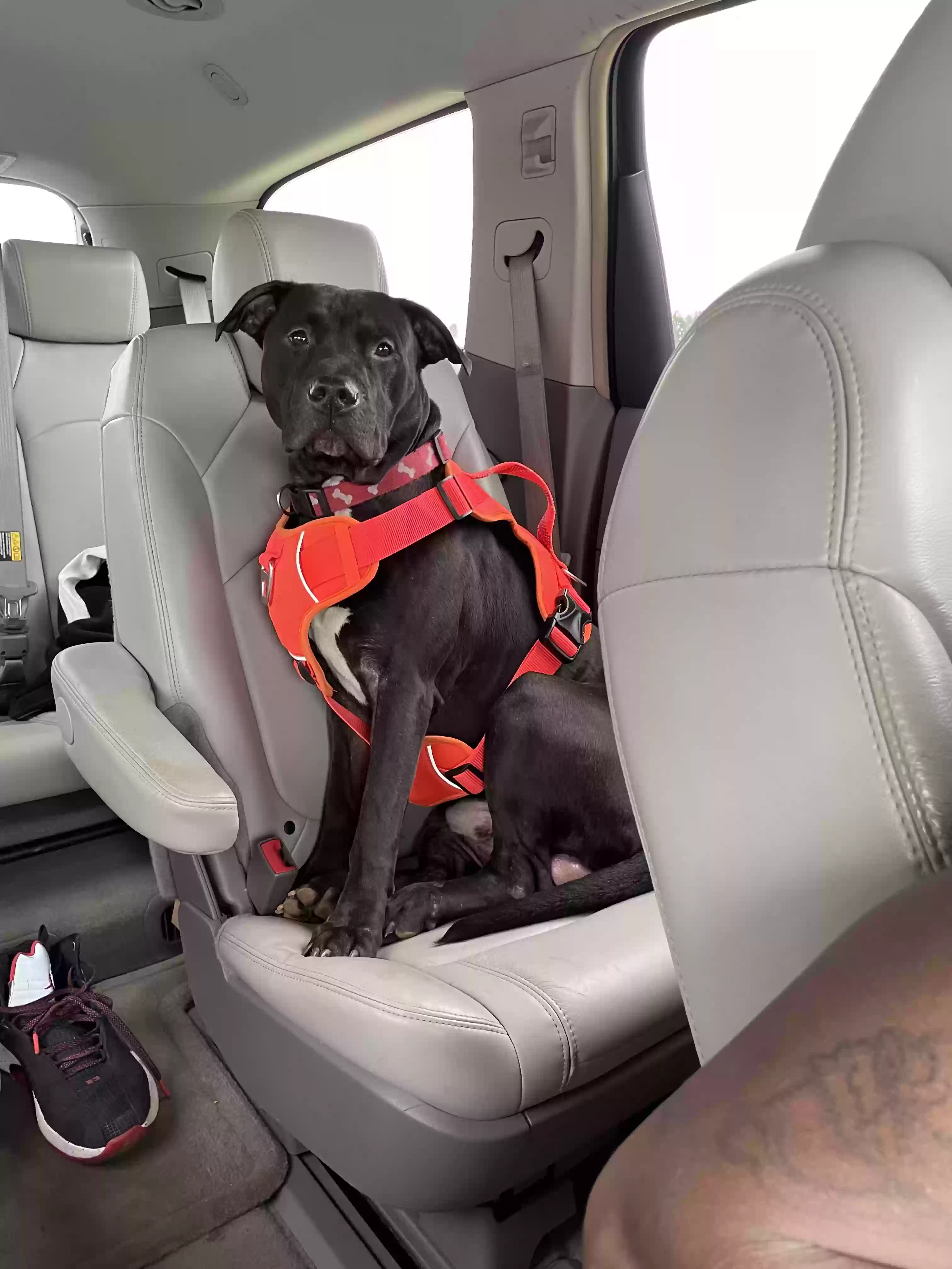 /lostandfound/images/lnfpets/original/185265_photo.webp