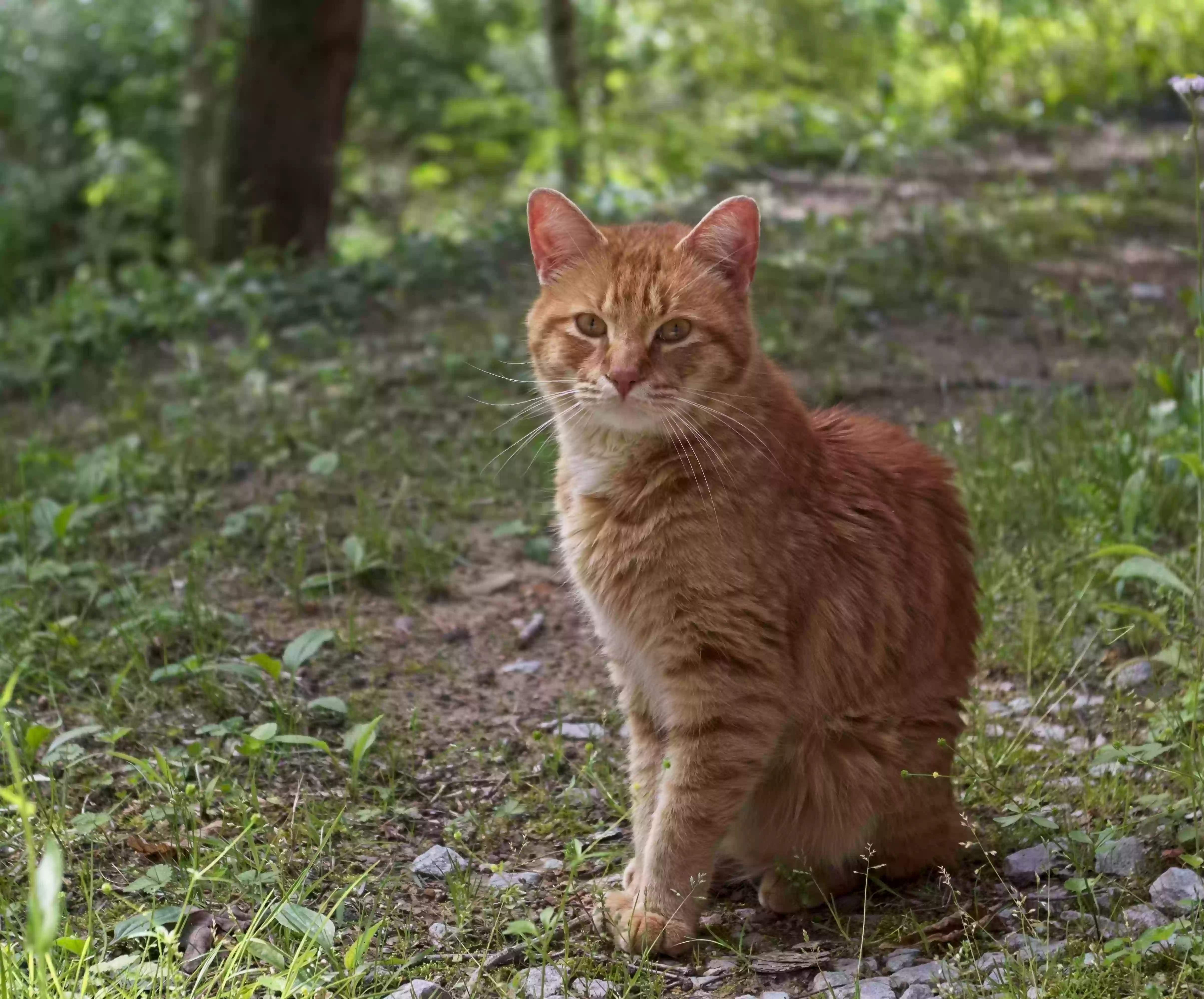 /lostandfound/images/lnfpets/original/185290_photo.webp