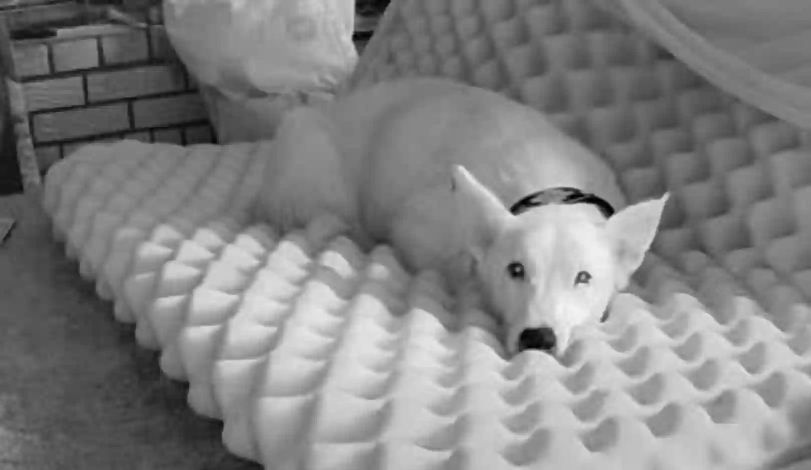 /lostandfound/images/lnfpets/original/185304_photo.webp