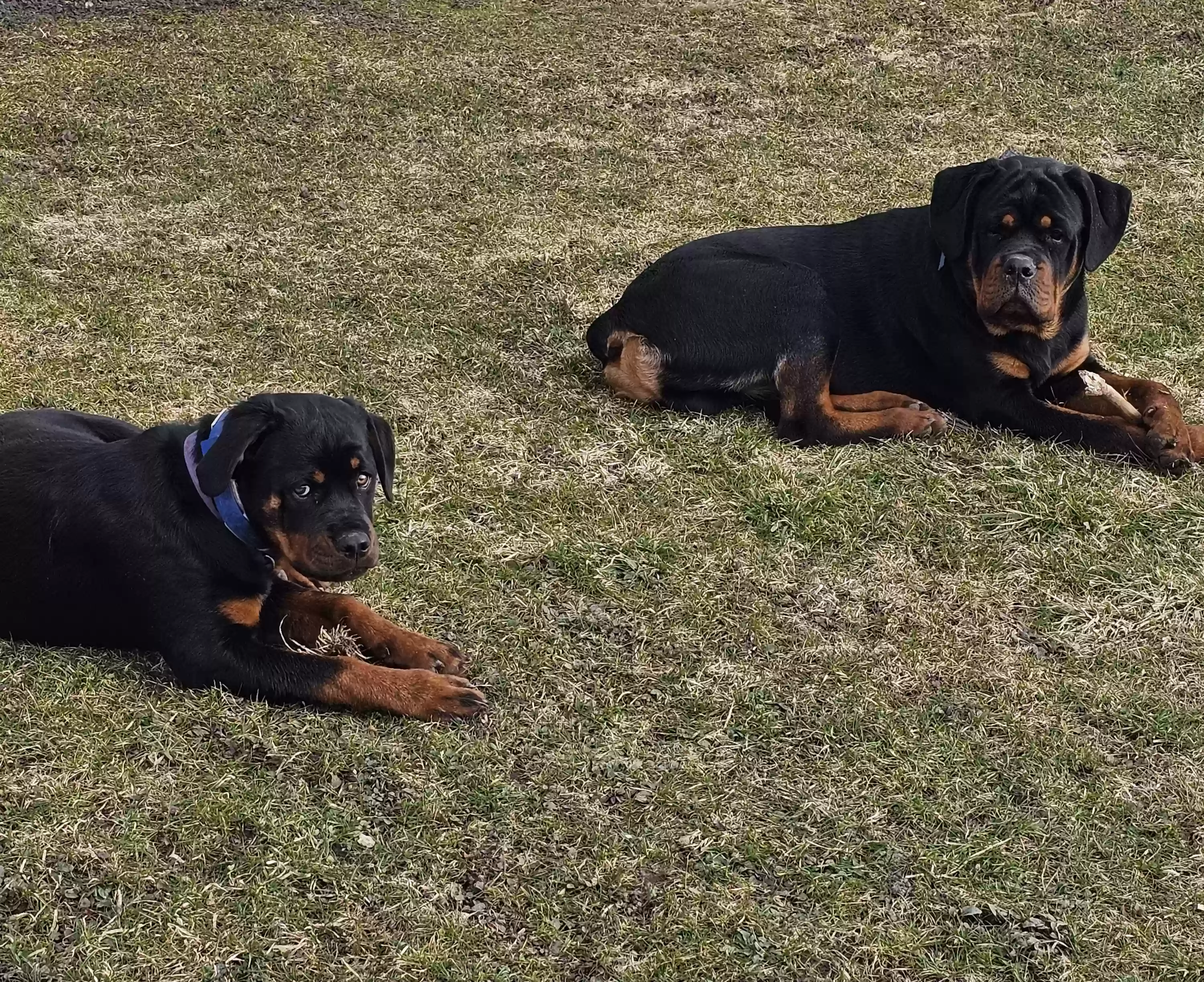 /lostandfound/images/lnfpets/original/185316_photo.webp