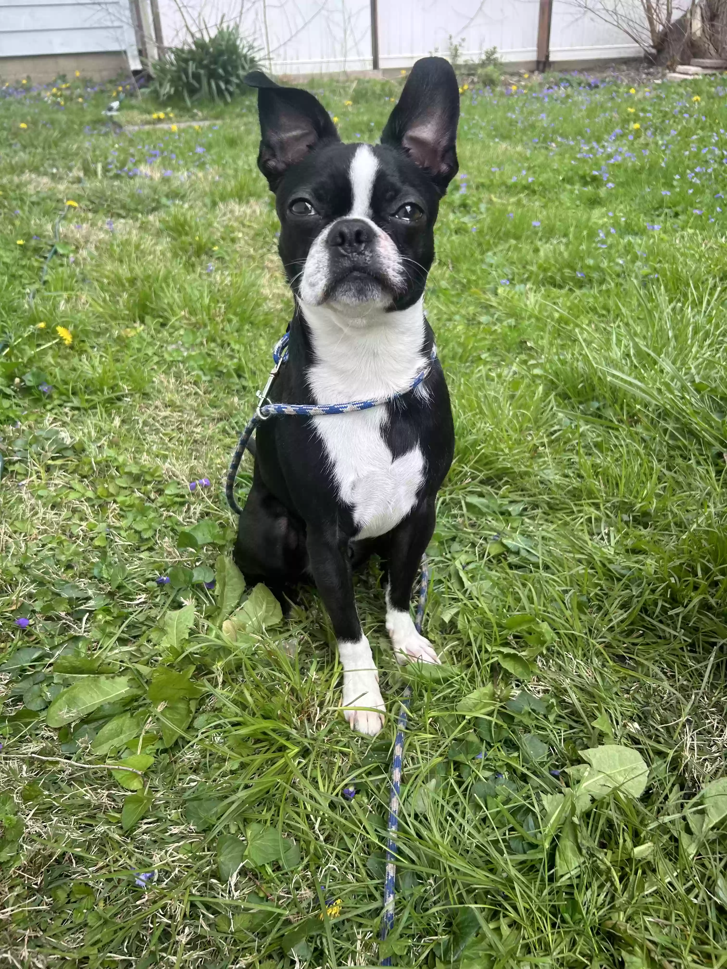 /lostandfound/images/lnfpets/original/185334_photo.webp