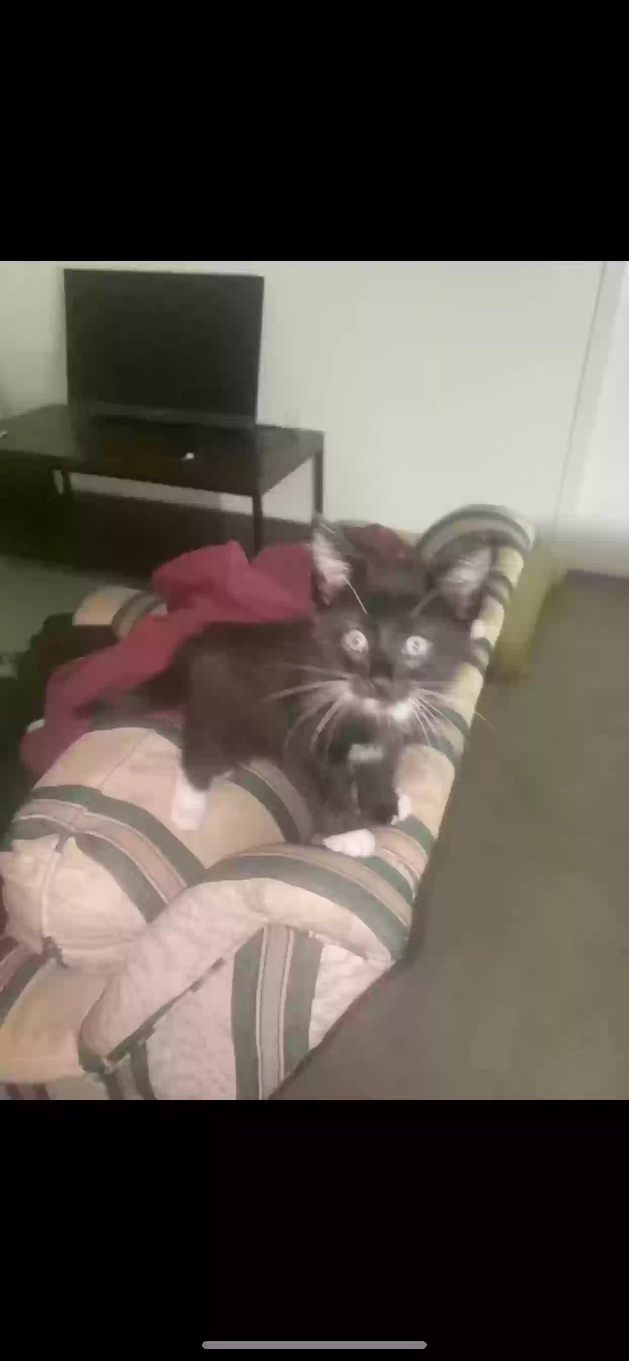 /lostandfound/images/lnfpets/original/185363_photo.webp